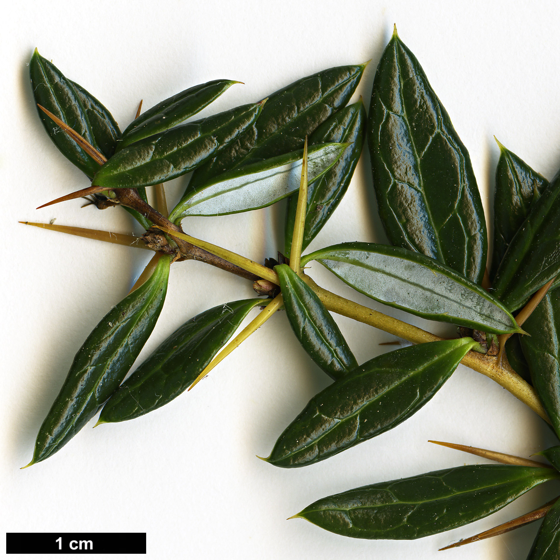 High resolution image: Family: Berberidaceae - Genus: Berberis - Taxon: candidula