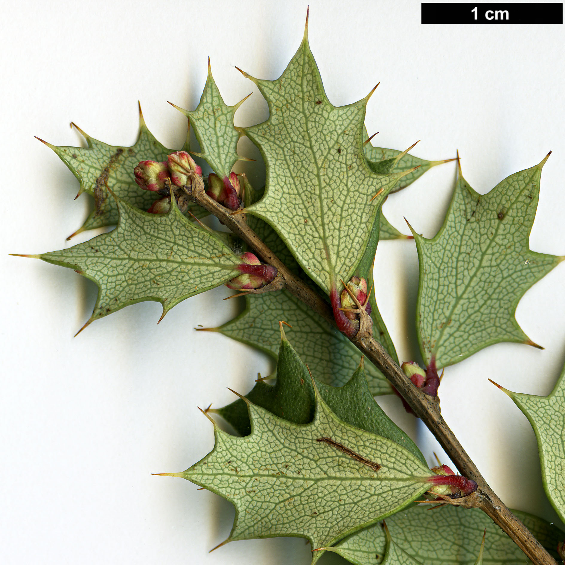 High resolution image: Family: Berberidaceae - Genus: Berberis - Taxon: chilensis