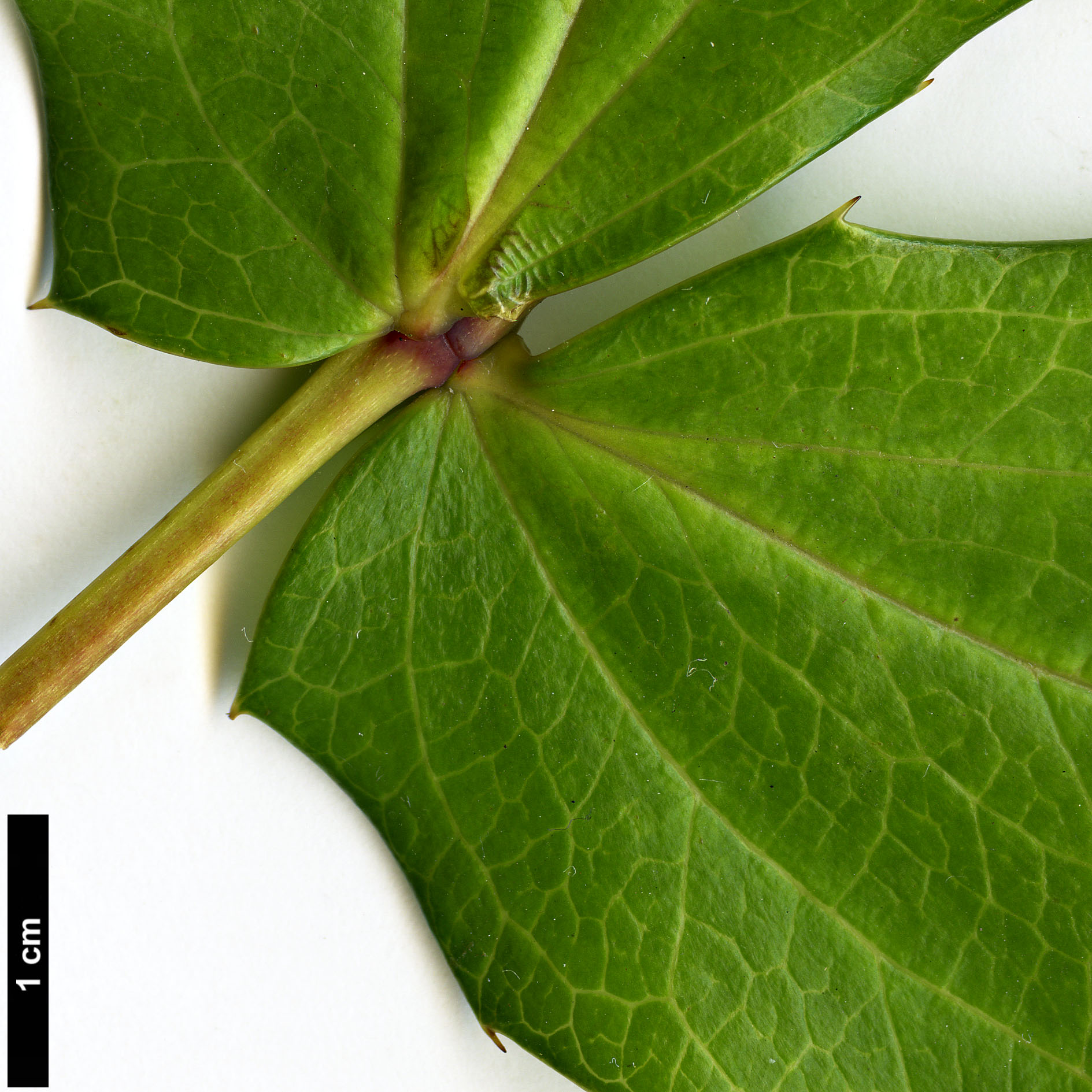 High resolution image: Family: Berberidaceae - Genus: Mahonia - Taxon: duclouxiana