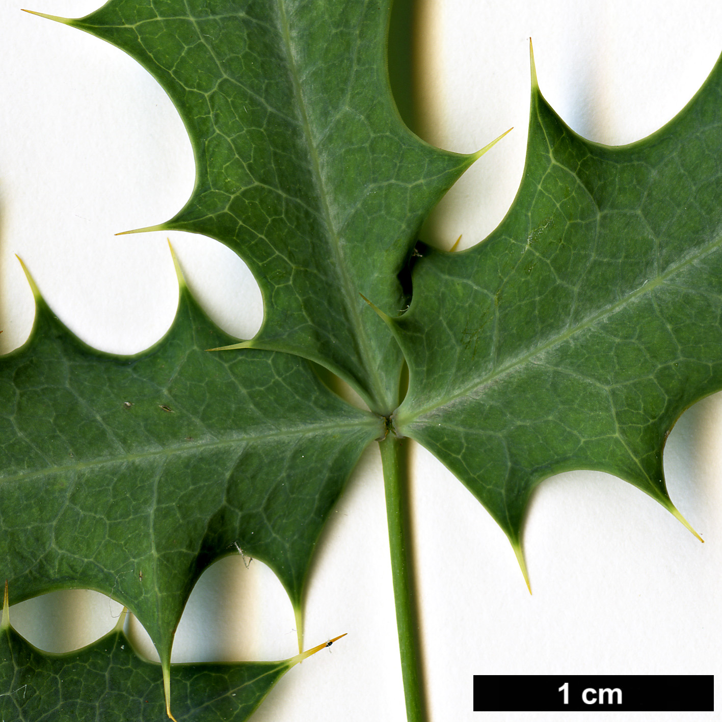 High resolution image: Family: Berberidaceae - Genus: Mahonia - Taxon: haematocarpa