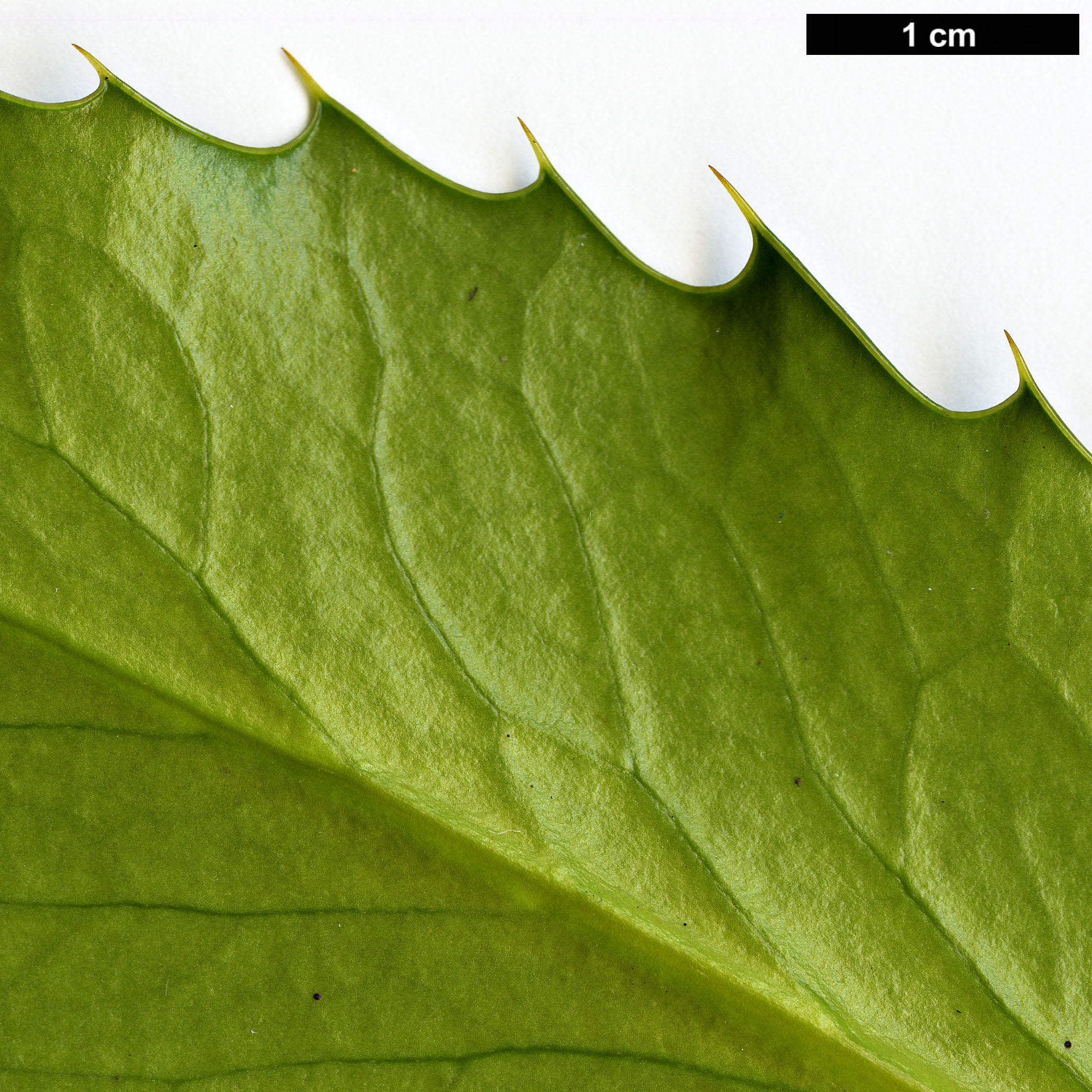 High resolution image: Family: Berberidaceae - Genus: Mahonia - Taxon: longibracteata
