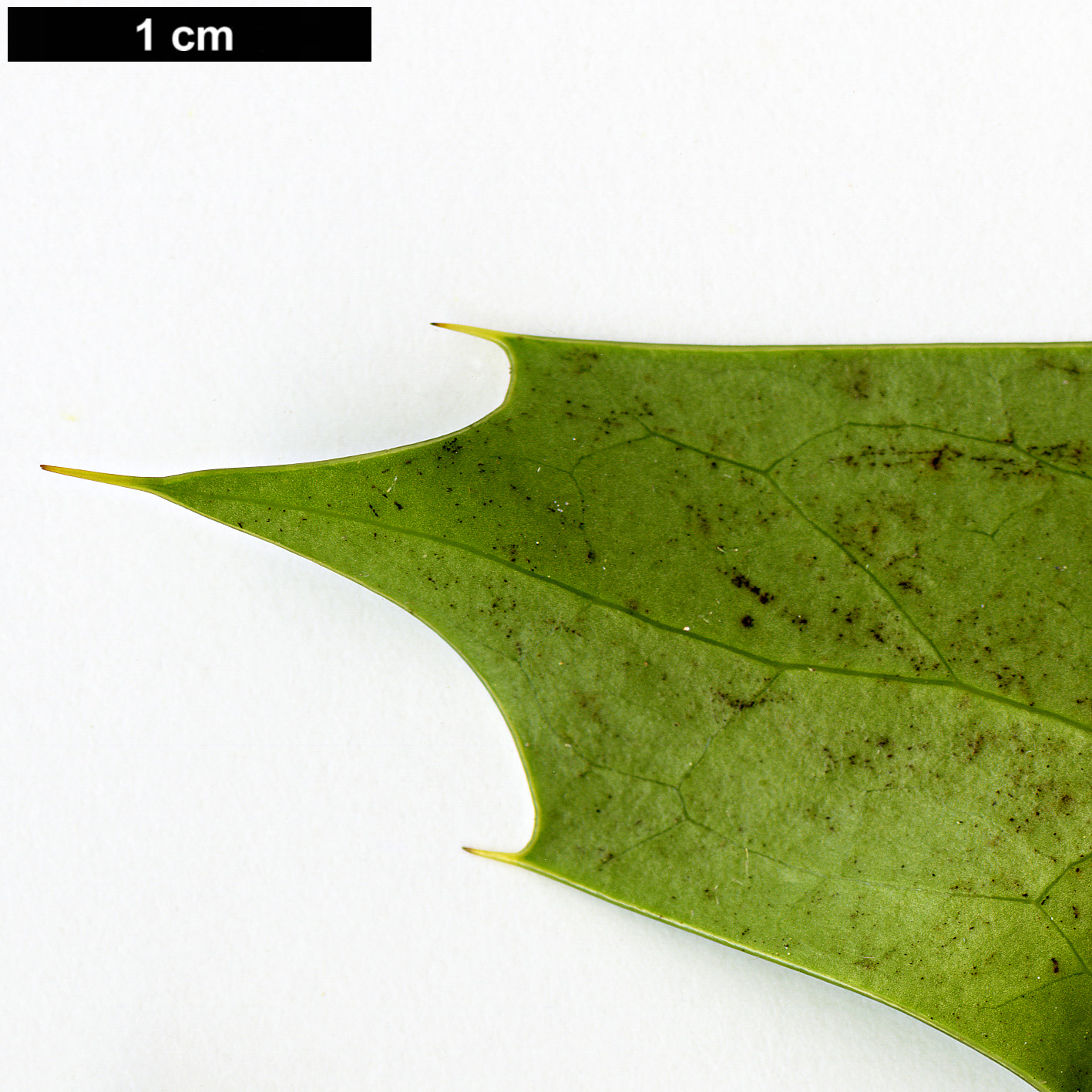 High resolution image: Family: Berberidaceae - Genus: Mahonia - Taxon: napaulensis - SpeciesSub: 'Maharajah'