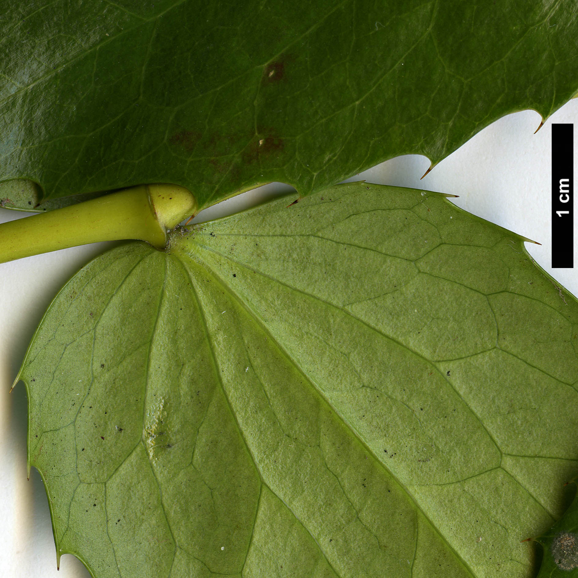 High resolution image: Family: Berberidaceae - Genus: Mahonia - Taxon: nervosa