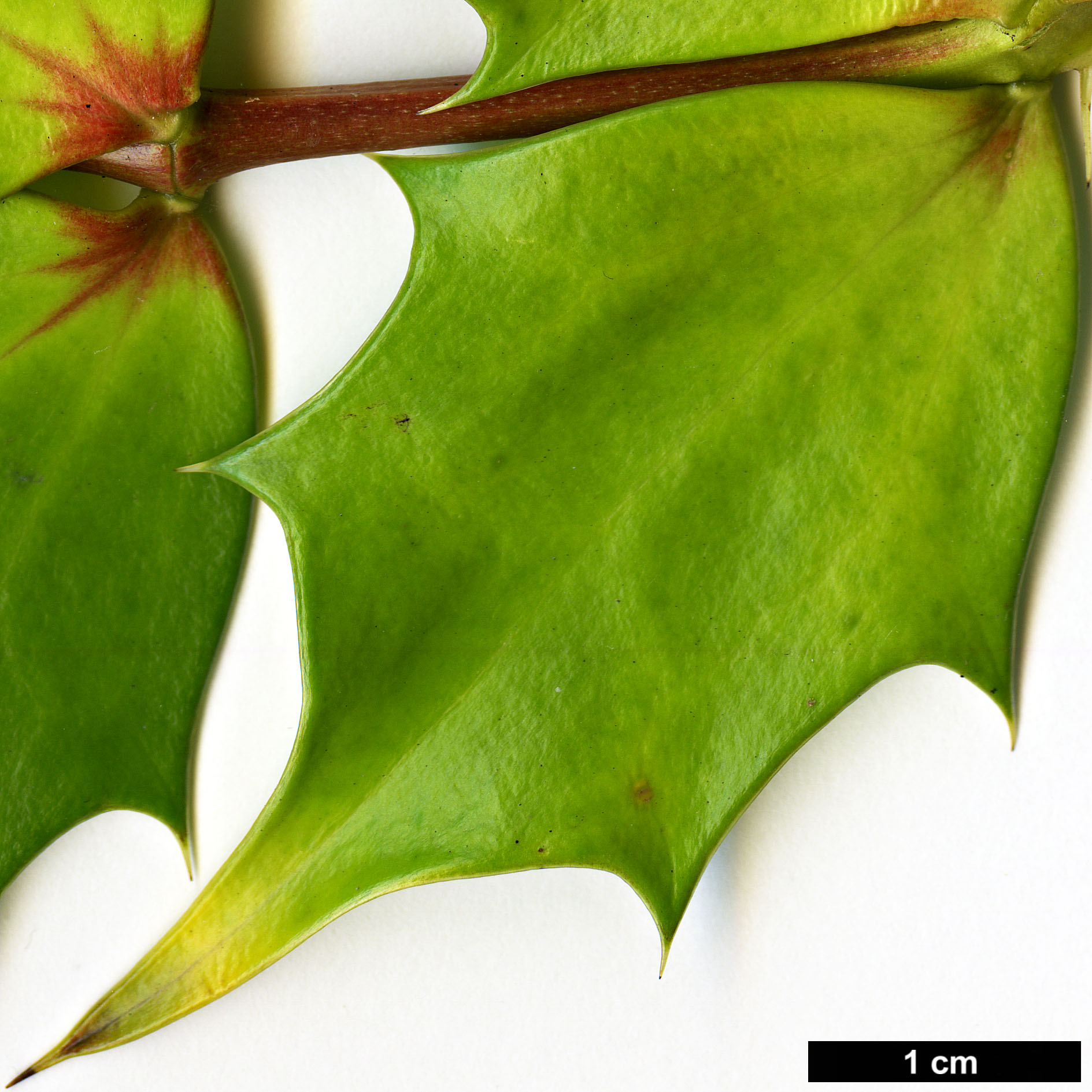 High resolution image: Family: Berberidaceae - Genus: Mahonia - Taxon: nitens - SpeciesSub: 'Kalmthout'
