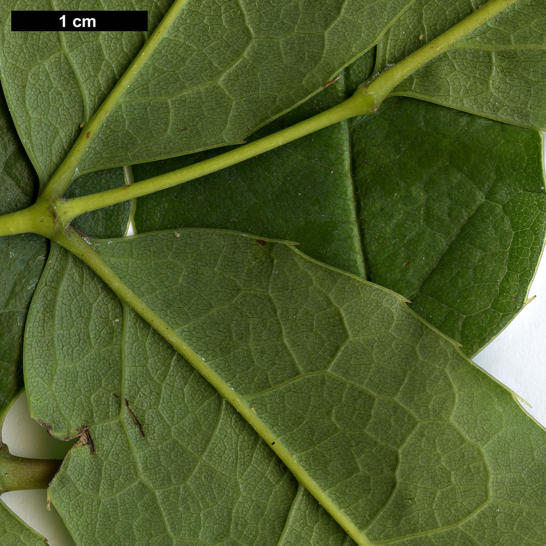 High resolution image: Family: Berberidaceae - Genus: Mahonia - Taxon: paniculata