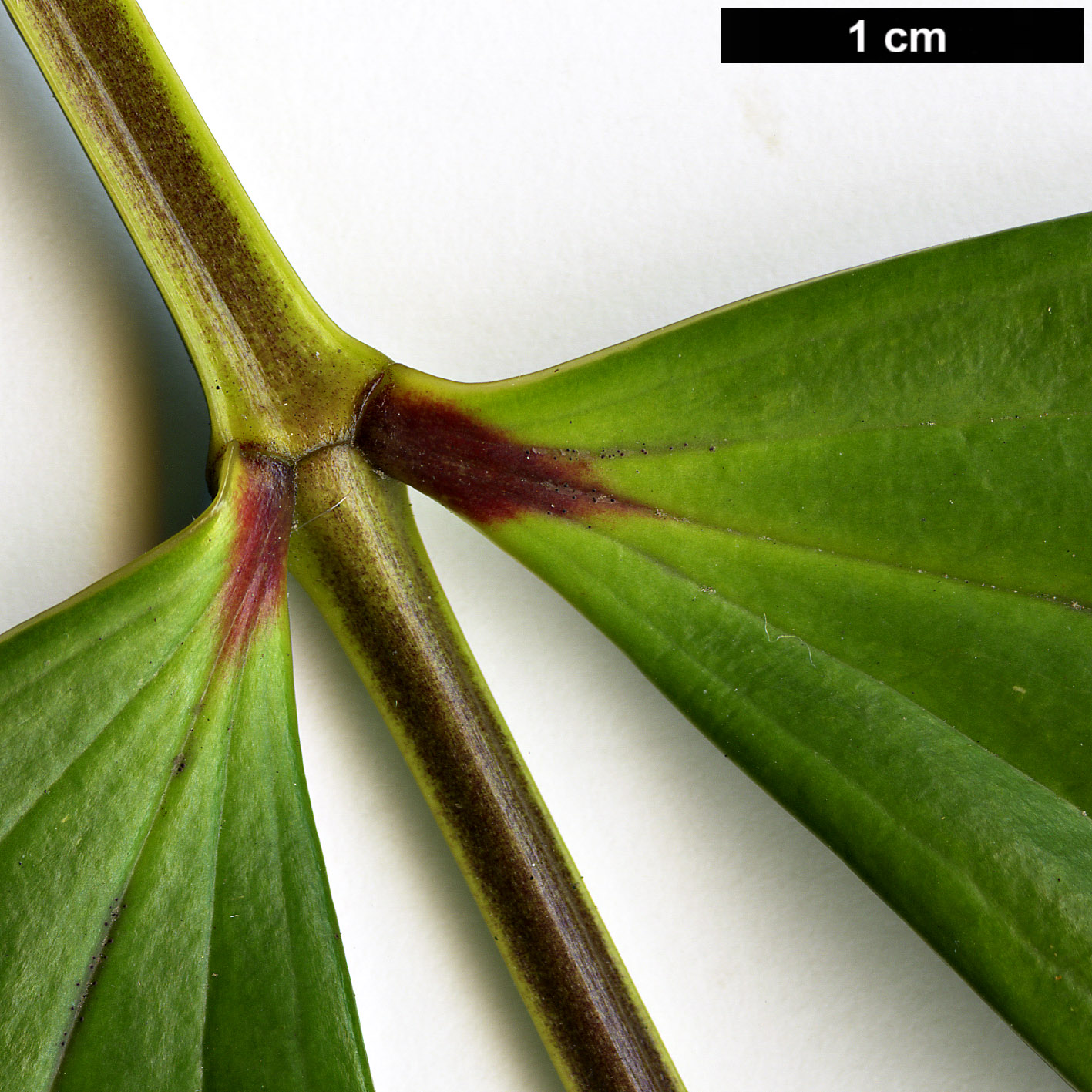 High resolution image: Family: Berberidaceae - Genus: Mahonia - Taxon: shenii