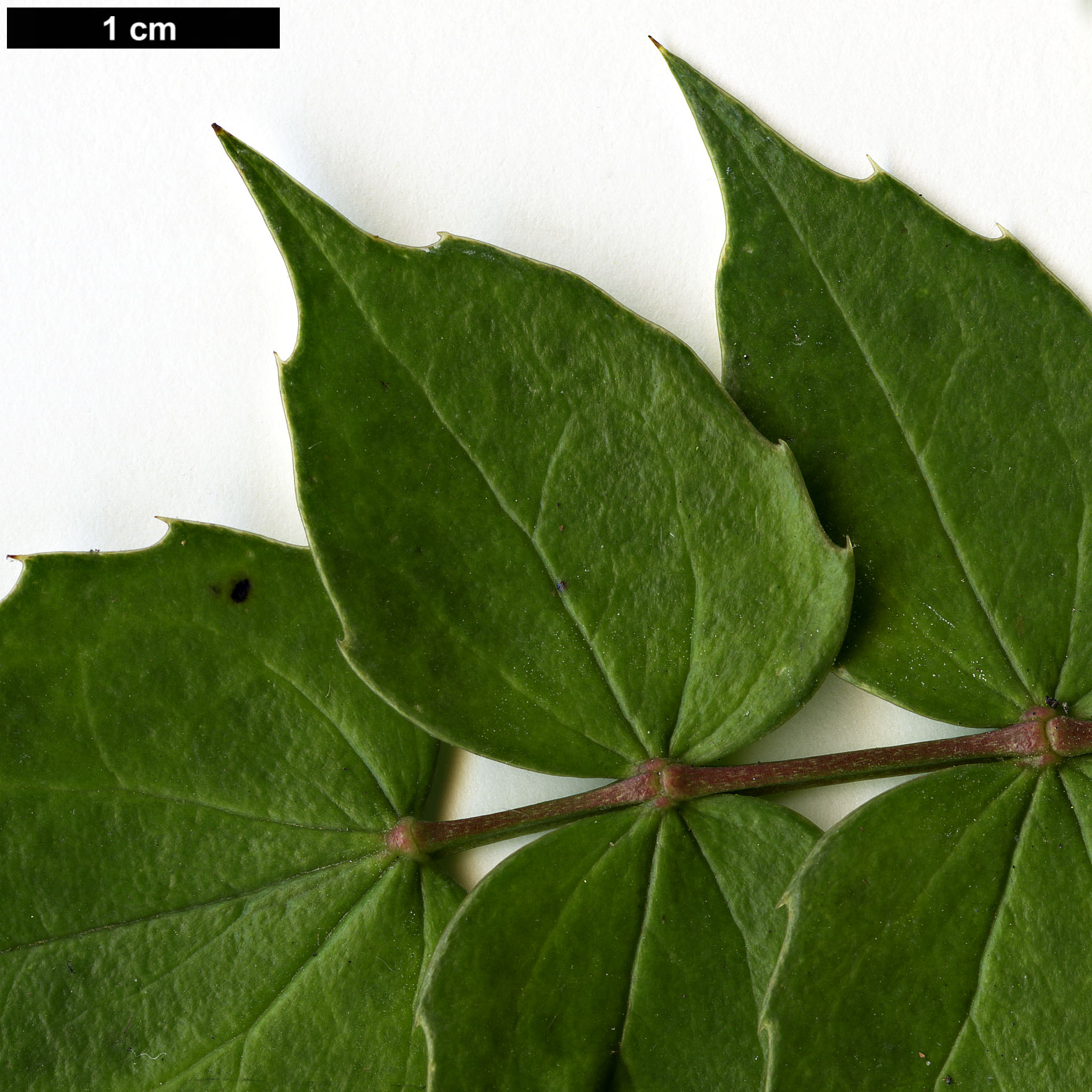 High resolution image: Family: Berberidaceae - Genus: Mahonia - Taxon: subimbricata