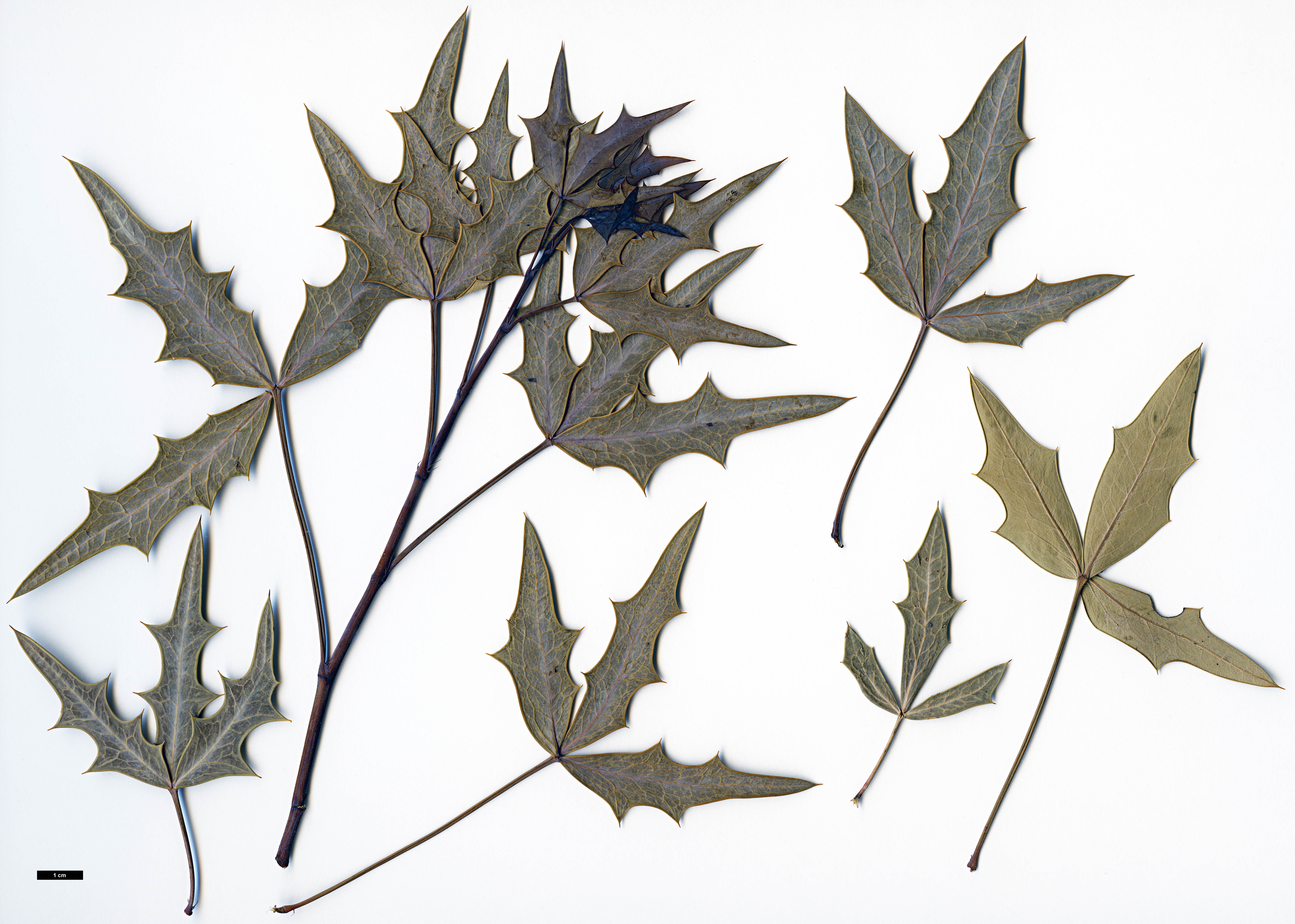 High resolution image: Family: Berberidaceae - Genus: Mahonia - Taxon: trifoliolata
