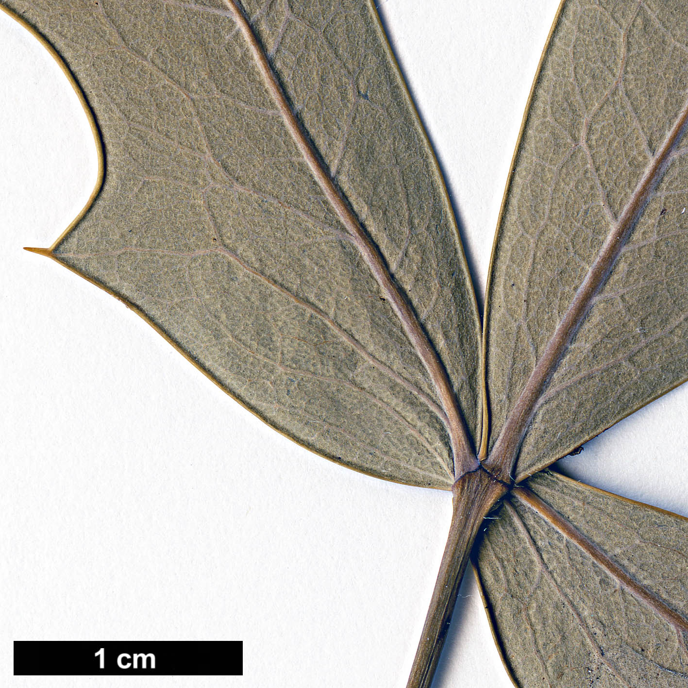 High resolution image: Family: Berberidaceae - Genus: Mahonia - Taxon: trifoliolata