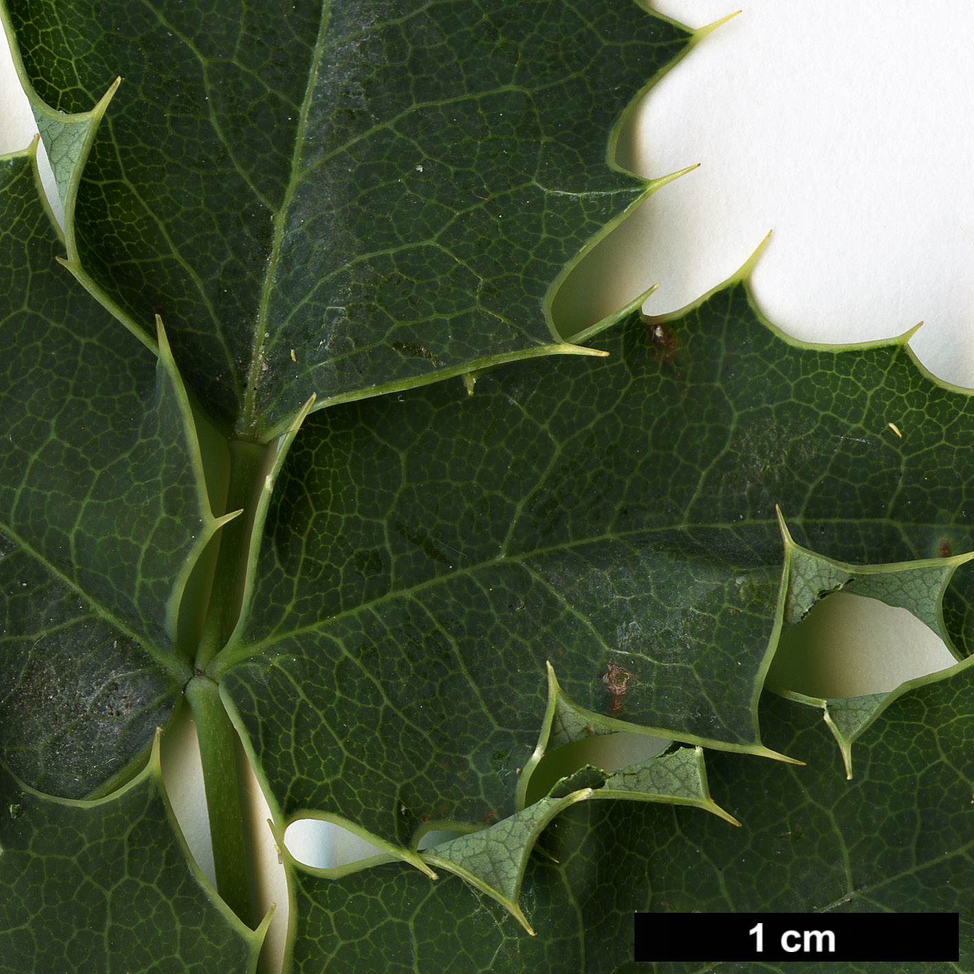 High resolution image: Family: Berberidaceae - Genus: Mahonia - Taxon: volcania