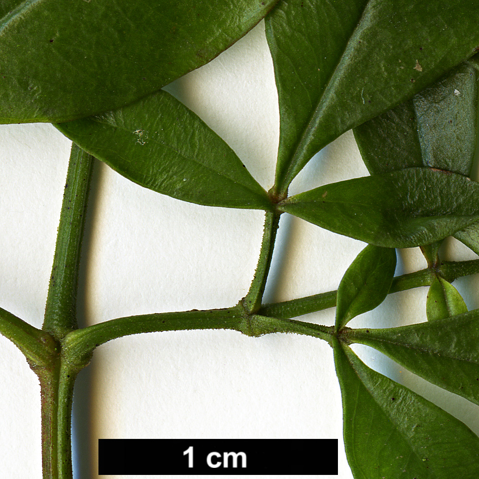 High resolution image: Family: Berberidaceae - Genus: Nandina - Taxon: domestica