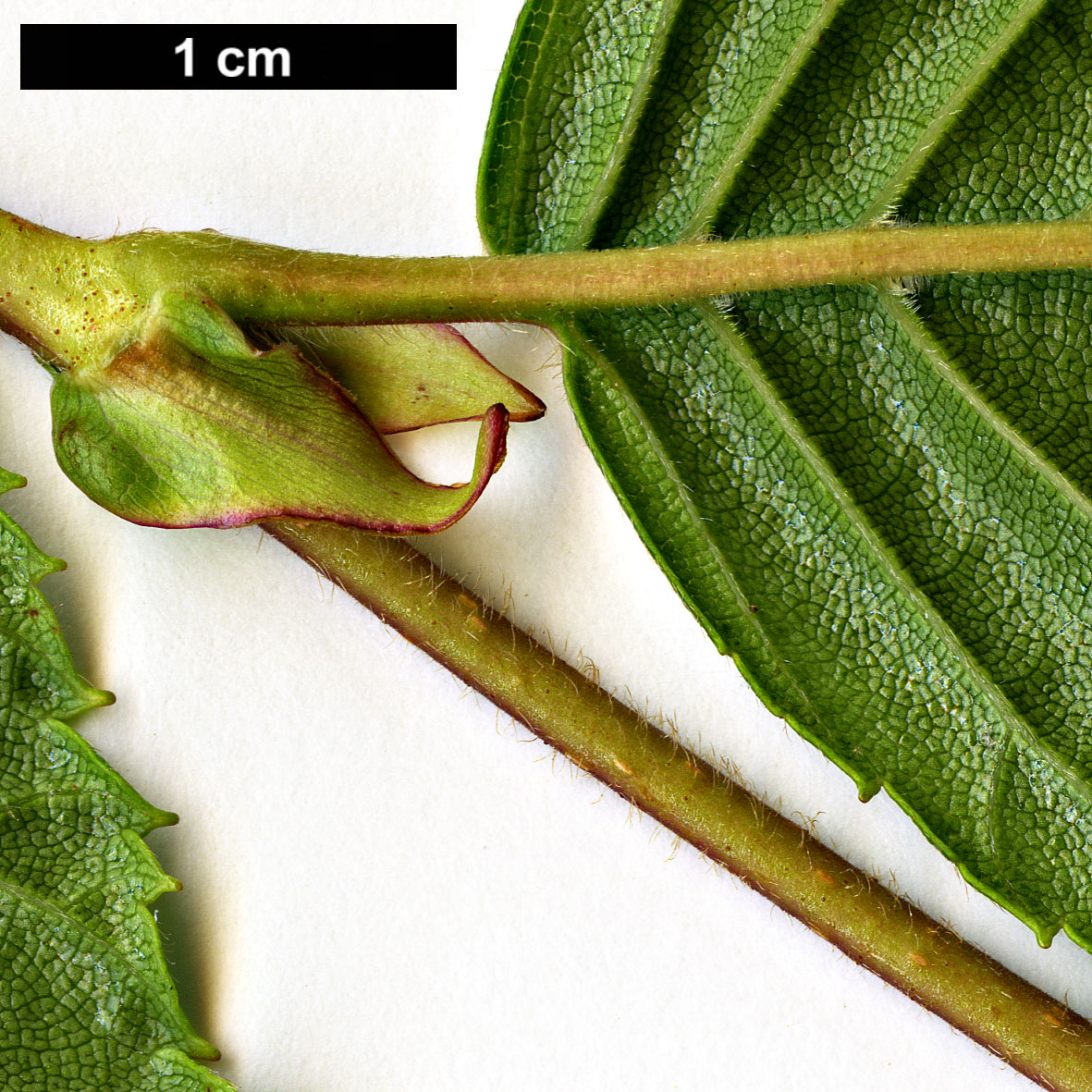 High resolution image: Family: Betulaceae - Genus: Alnus - Taxon: firma