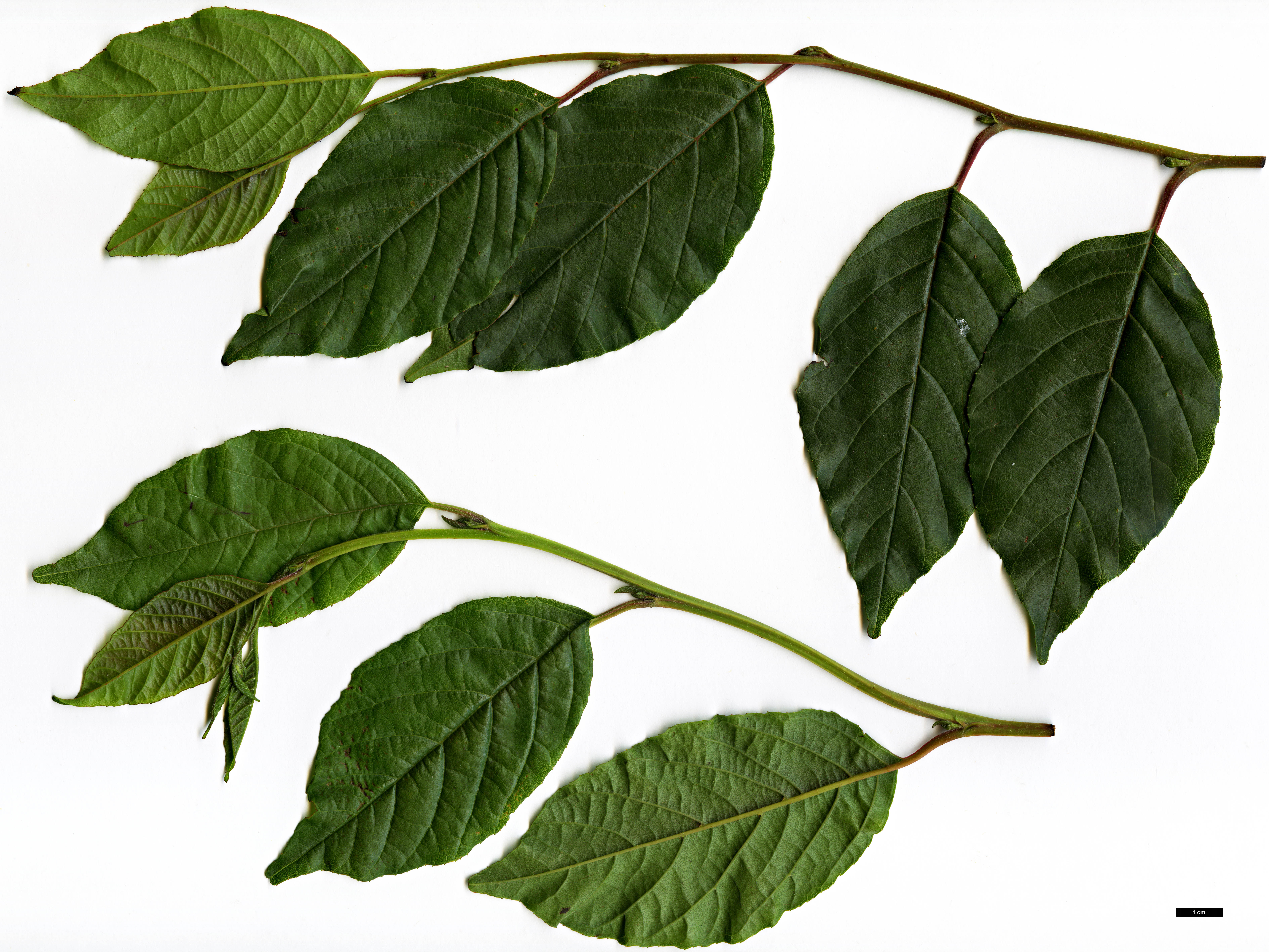 High resolution image: Family: Betulaceae - Genus: Alnus - Taxon: formosana