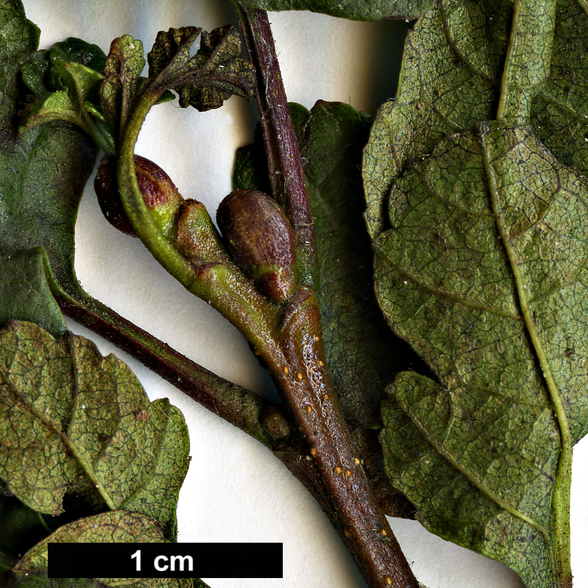 High resolution image: Family: Betulaceae - Genus: Alnus - Taxon: glutinosa - SpeciesSub: 'Incisa'
