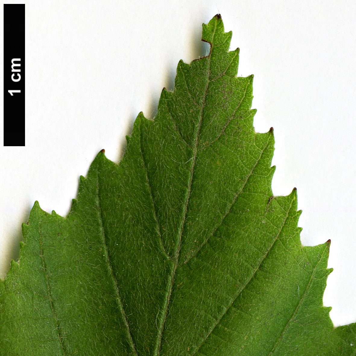 High resolution image: Family: Betulaceae - Genus: Alnus - Taxon: incana