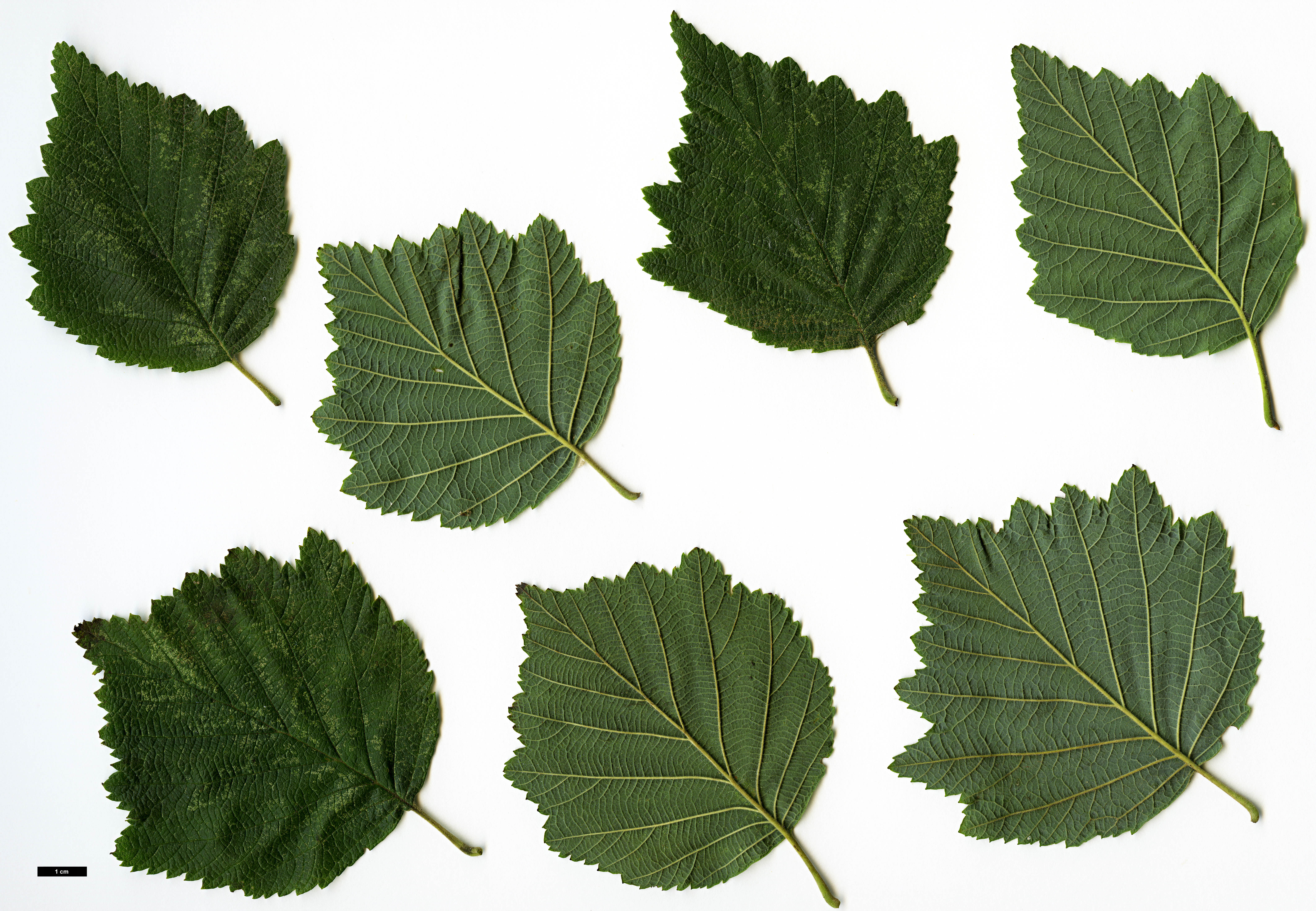 High resolution image: Family: Betulaceae - Genus: Alnus - Taxon: inokumae