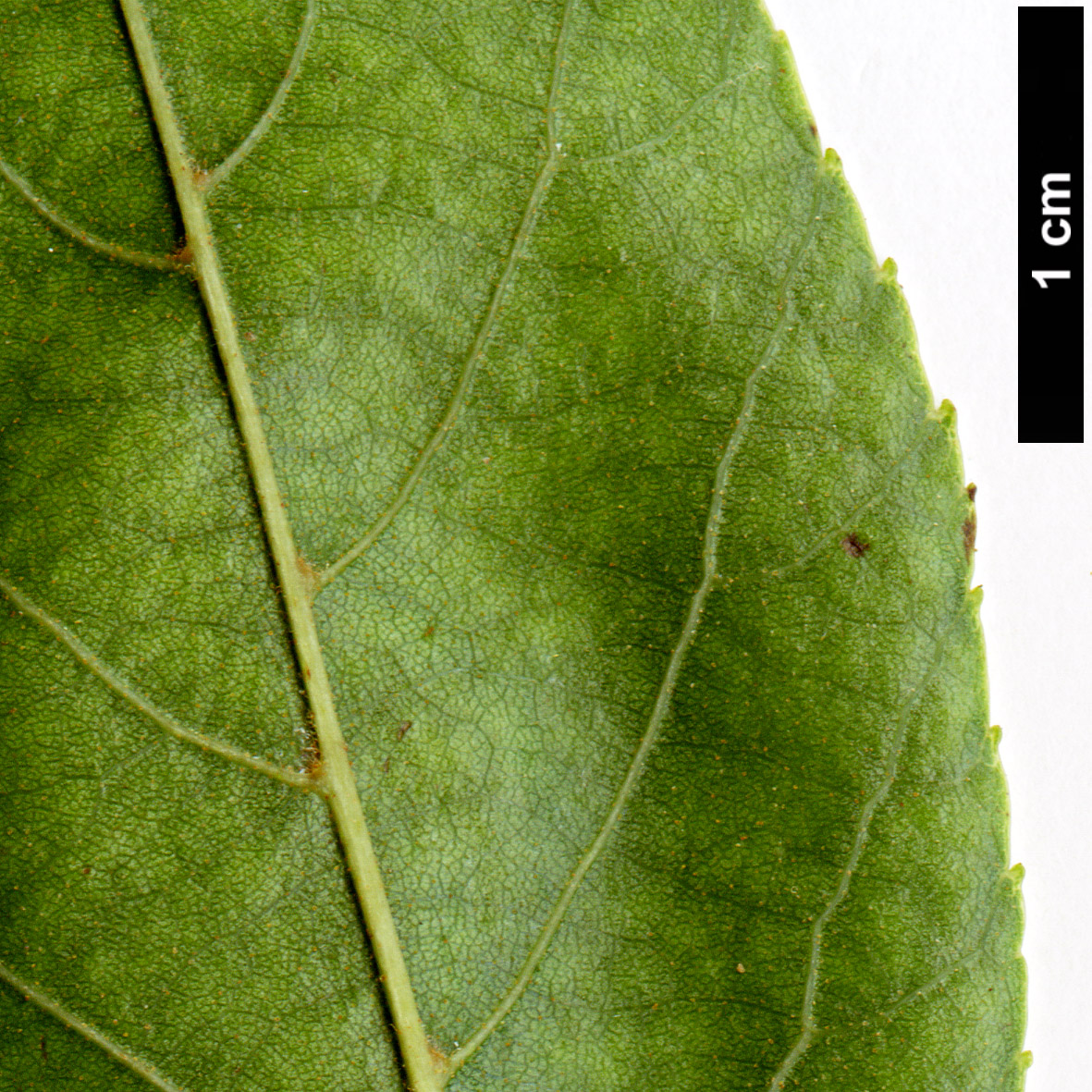 High resolution image: Family: Betulaceae - Genus: Alnus - Taxon: japonica