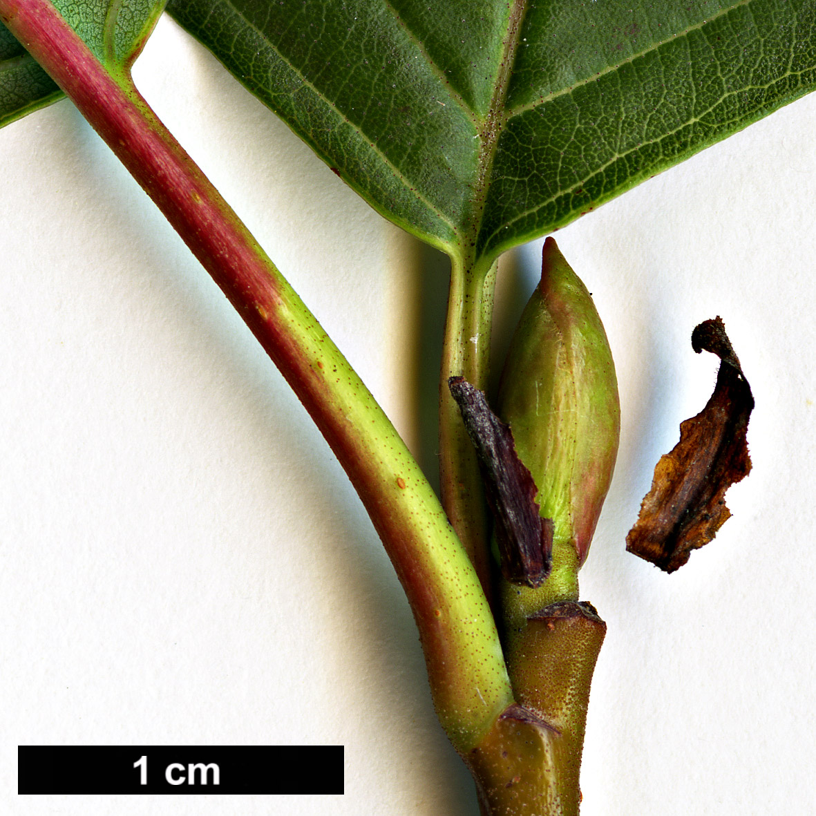 High resolution image: Family: Betulaceae - Genus: Alnus - Taxon: matsumurae