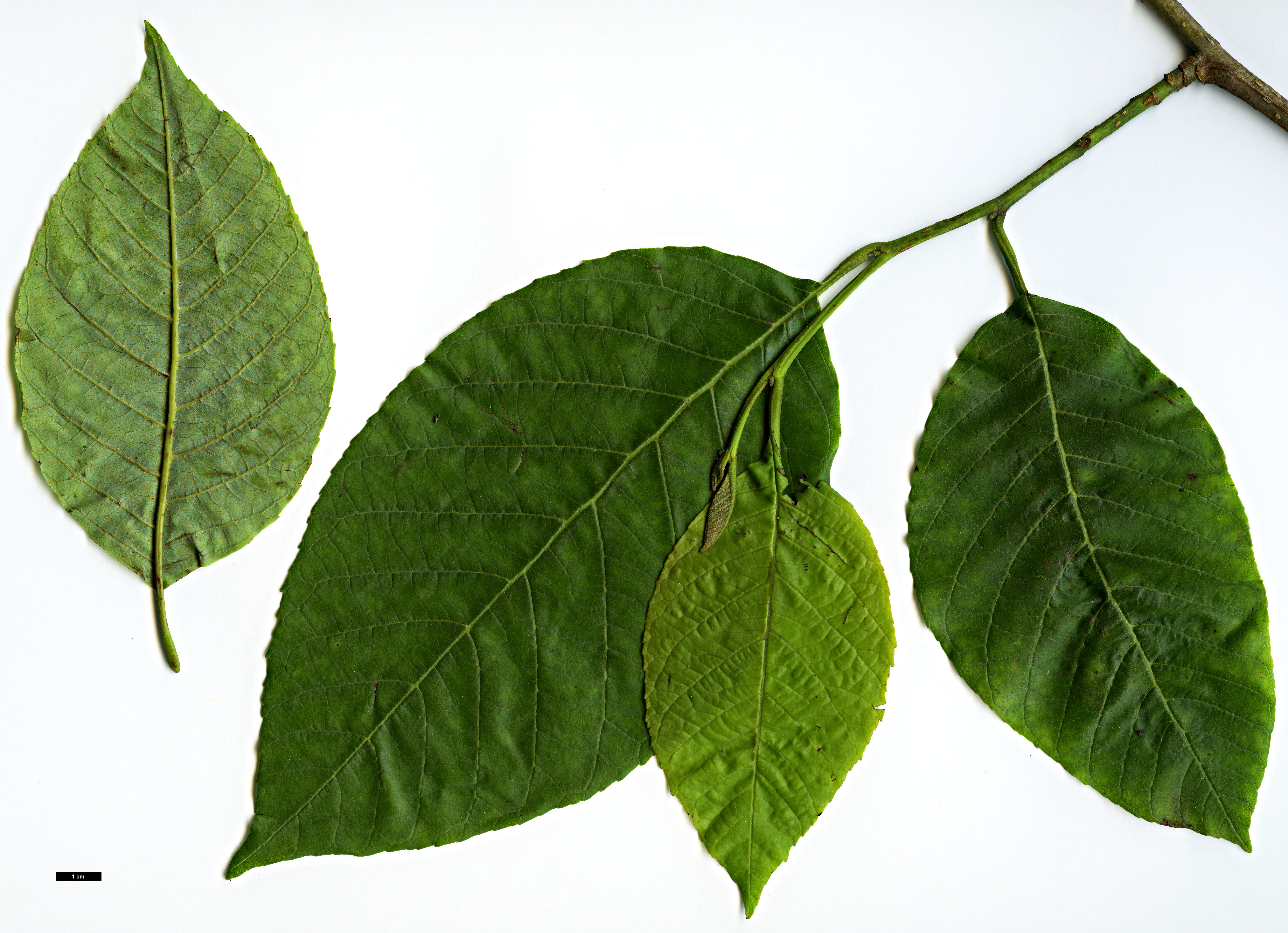 High resolution image: Family: Betulaceae - Genus: Alnus - Taxon: nepalensis