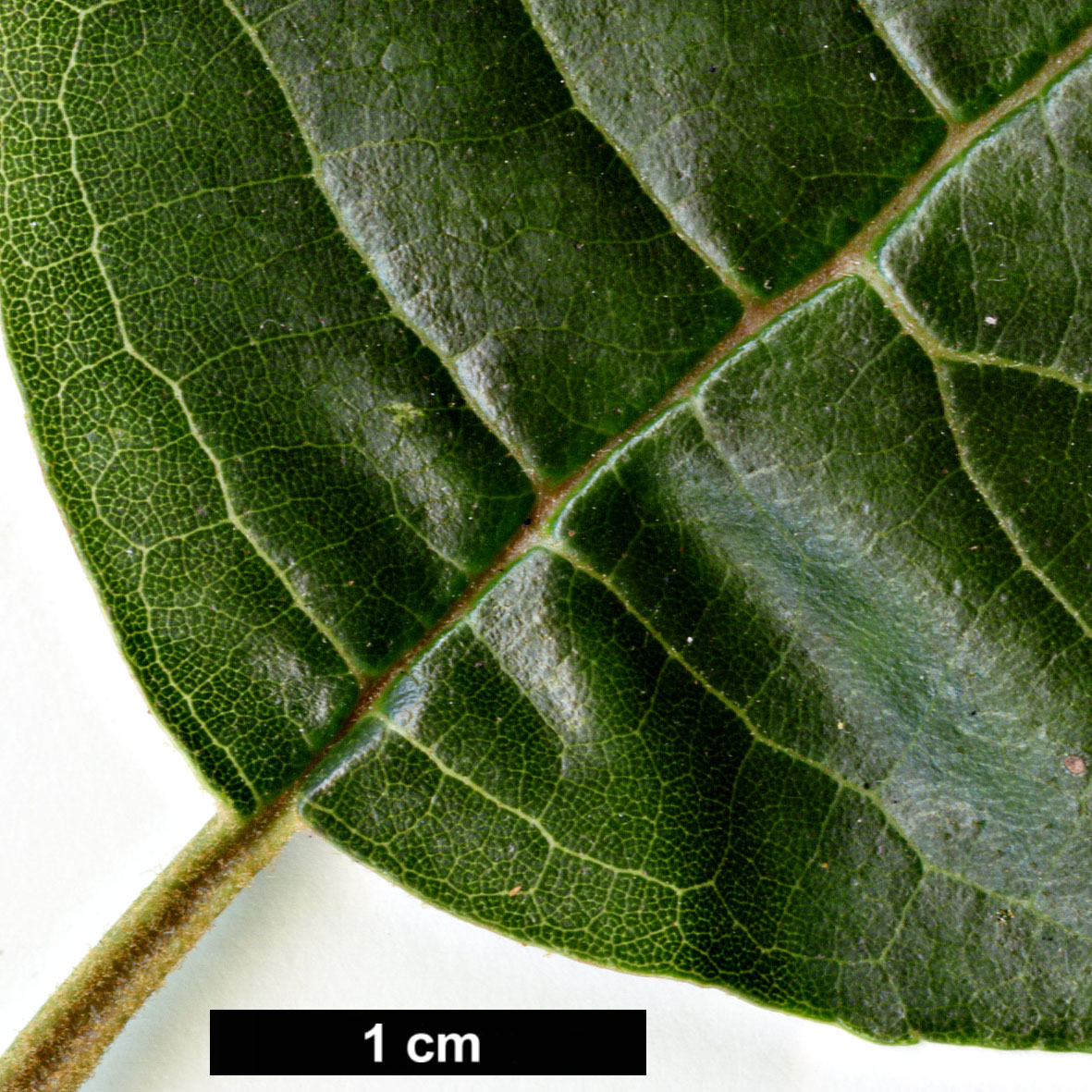High resolution image: Family: Betulaceae - Genus: Alnus - Taxon: nepalensis
