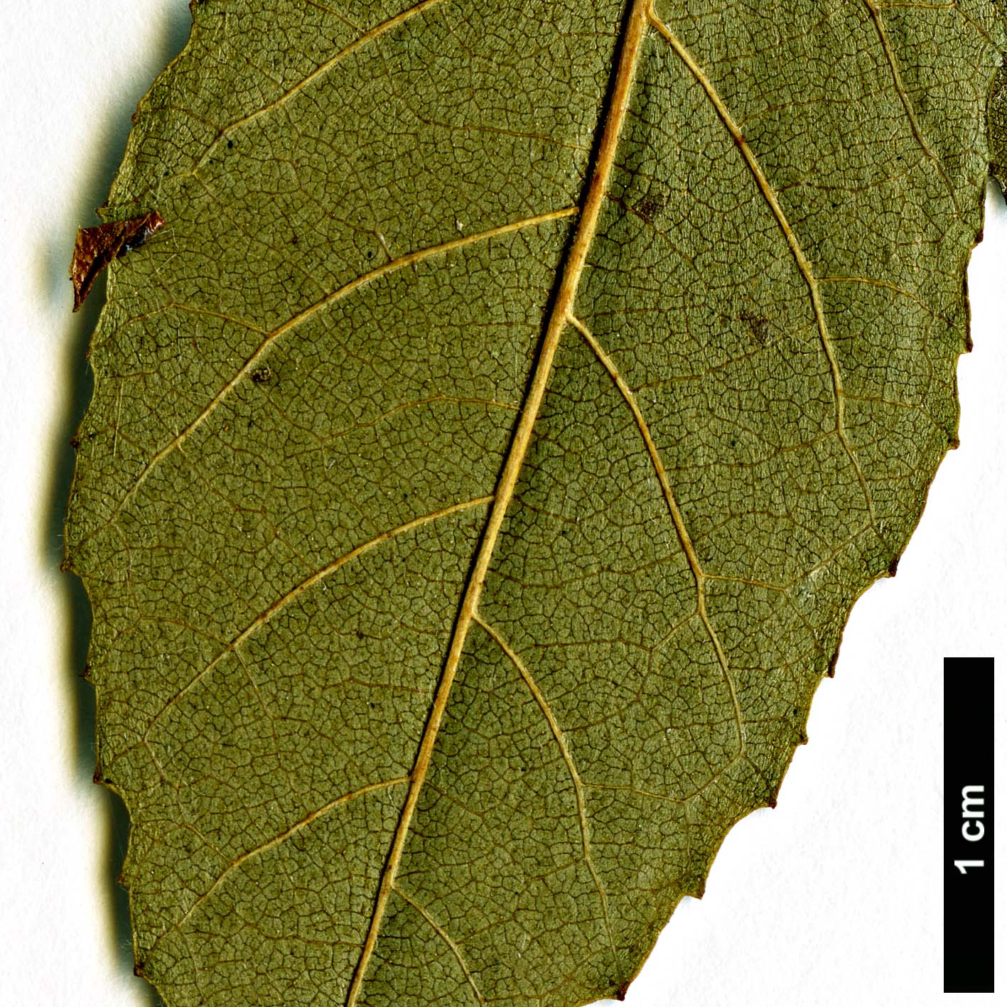 High resolution image: Family: Betulaceae - Genus: Alnus - Taxon: orientalis