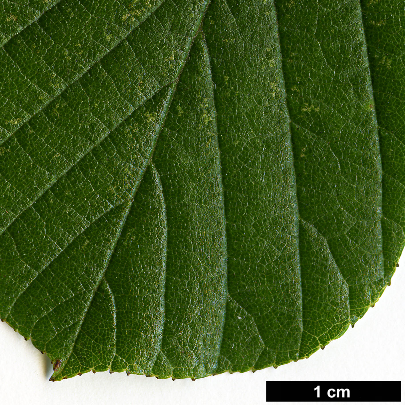 High resolution image: Family: Betulaceae - Genus: Alnus - Taxon: serrulata