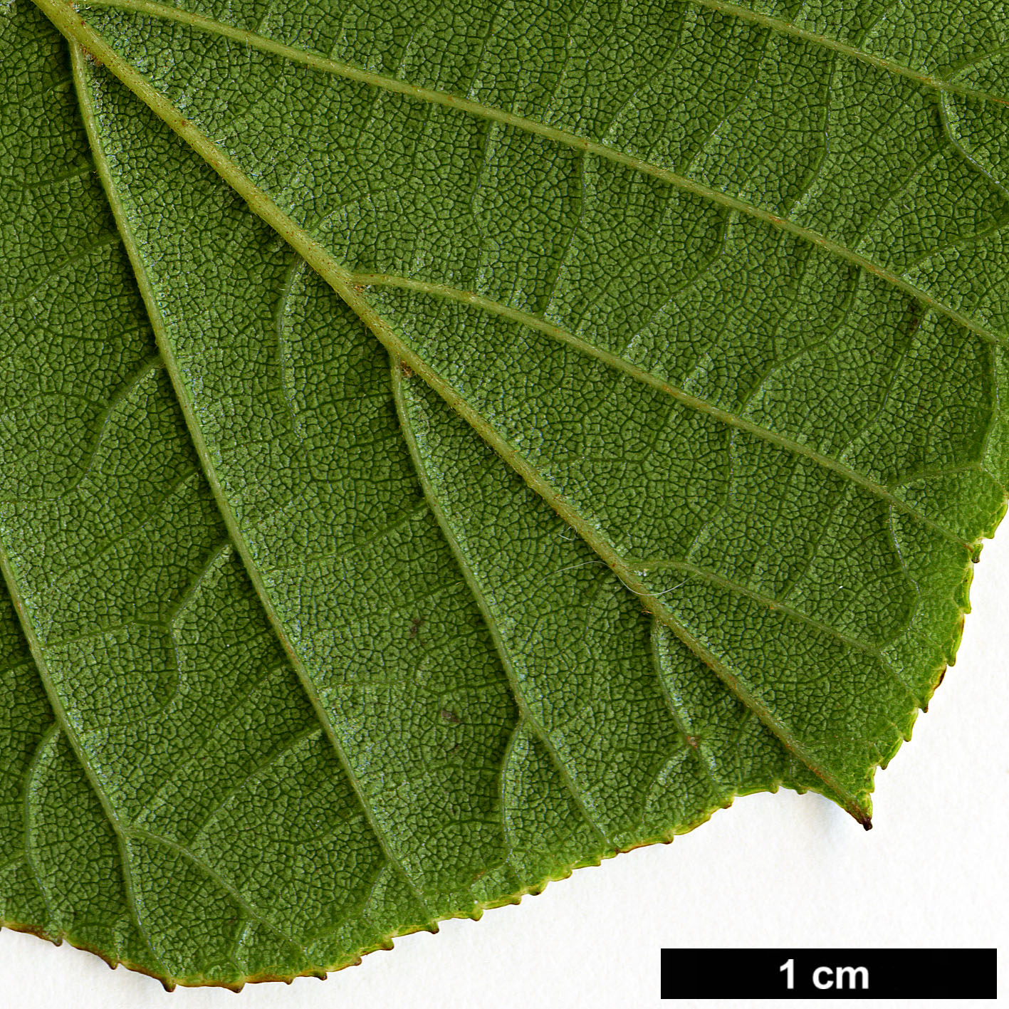 High resolution image: Family: Betulaceae - Genus: Alnus - Taxon: serrulata