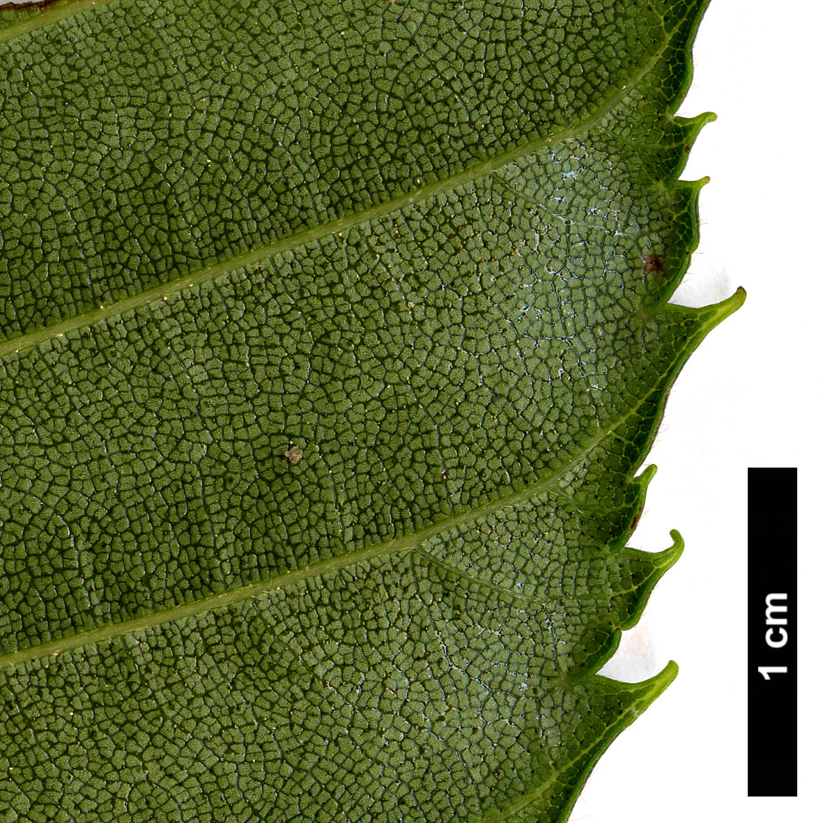 High resolution image: Family: Betulaceae - Genus: Alnus - Taxon: sieboldiana