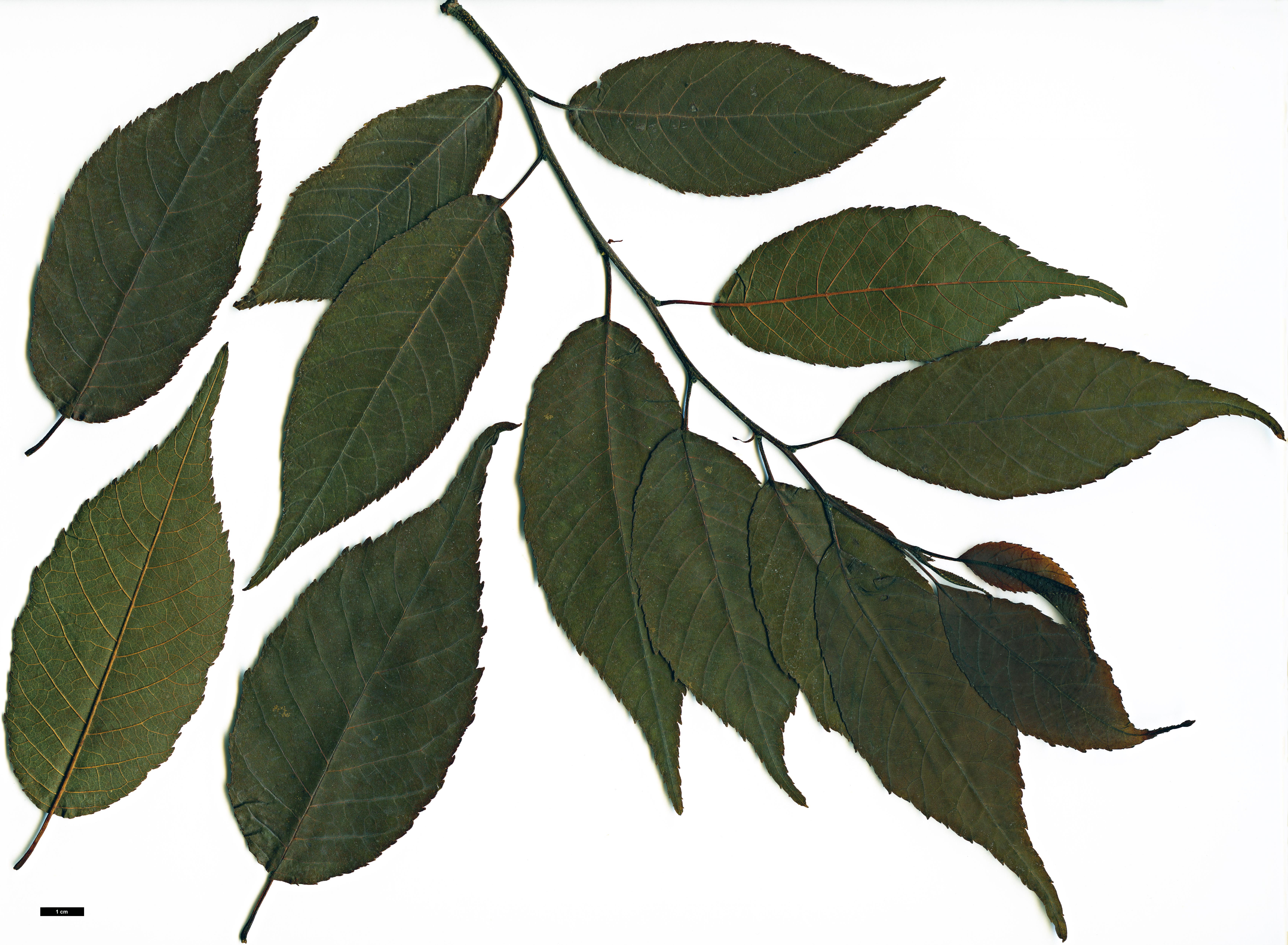 High resolution image: Family: Betulaceae - Genus: Alnus - Taxon: trabeculosa