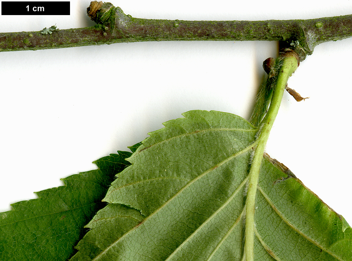 High resolution image: Family: Betulaceae - Genus: Betula - Taxon: alleghaniensis
