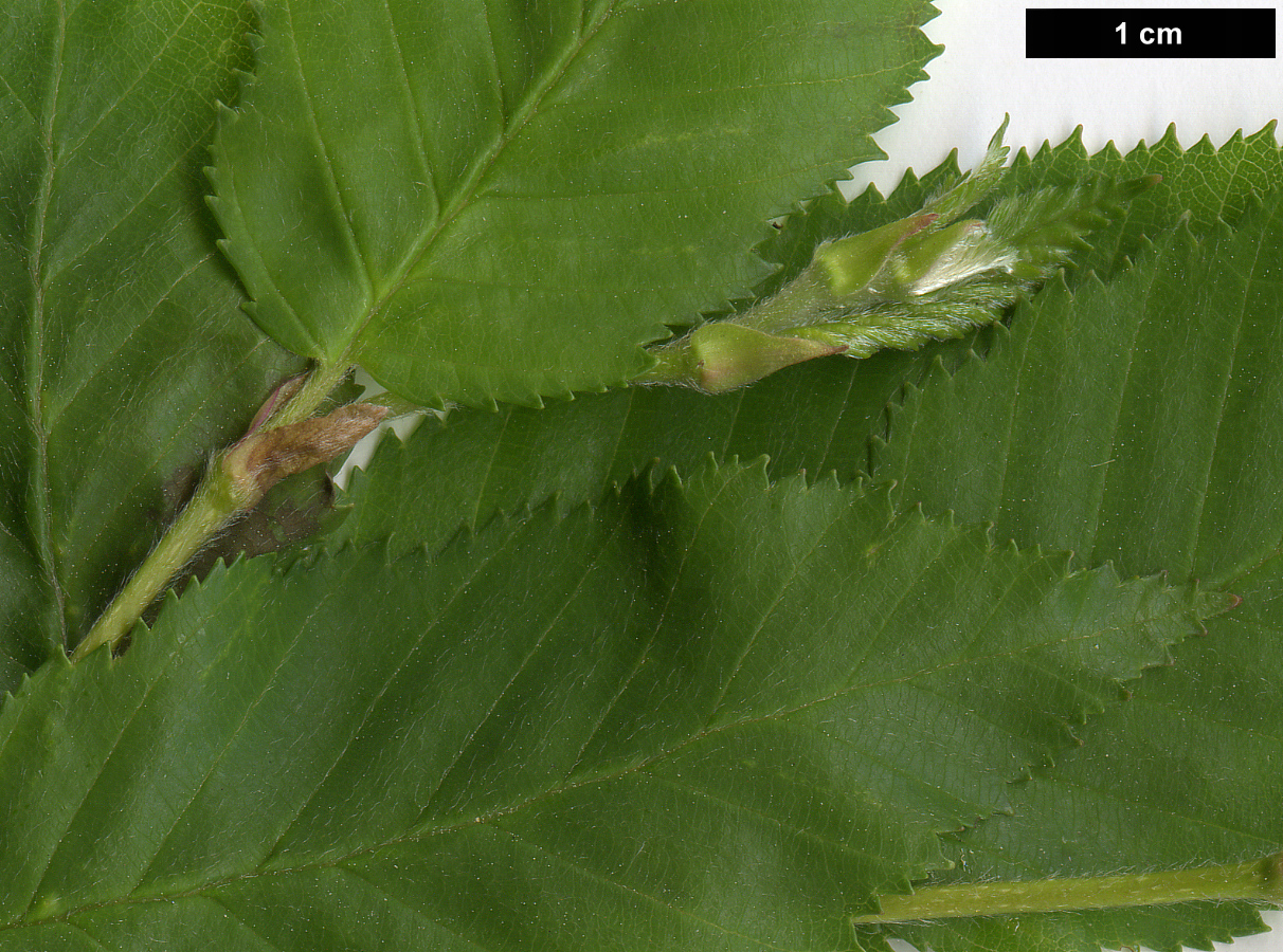 High resolution image: Family: Betulaceae - Genus: Betula - Taxon: chinensis