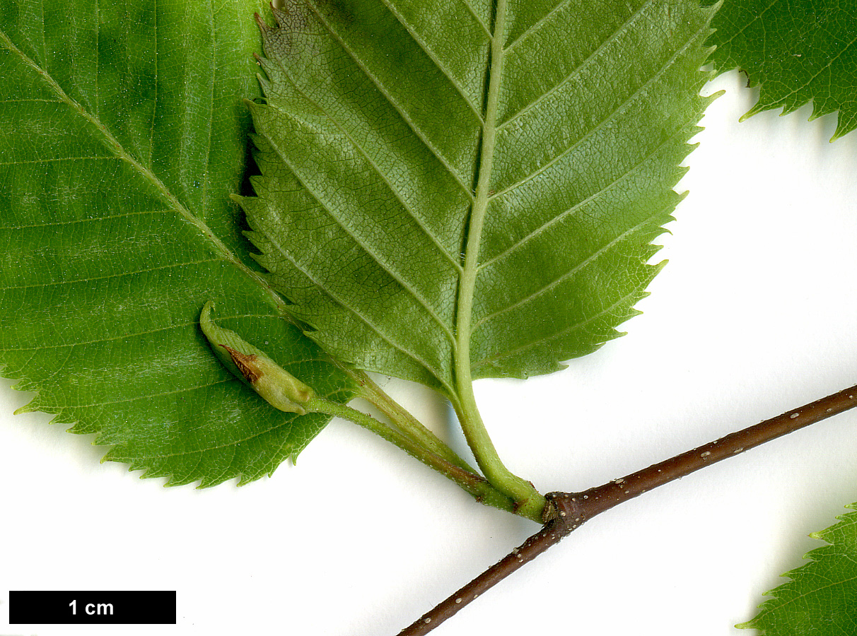 High resolution image: Family: Betulaceae - Genus: Betula - Taxon: costata
