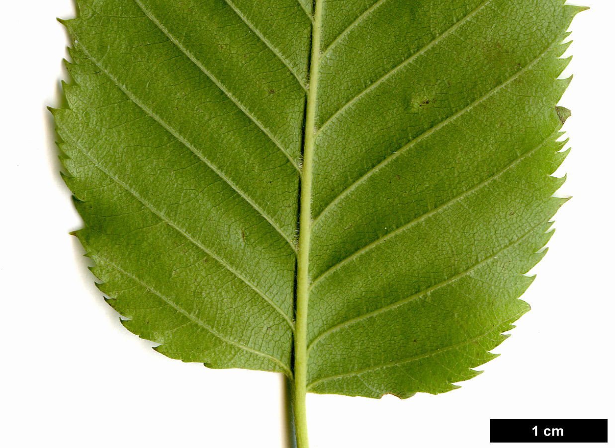 High resolution image: Family: Betulaceae - Genus: Betula - Taxon: costata