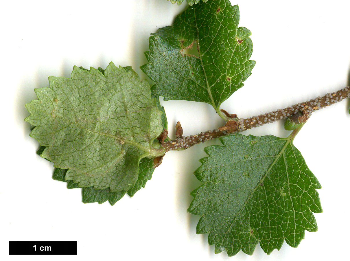 High resolution image: Family: Betulaceae - Genus: Betula - Taxon: fruticosa