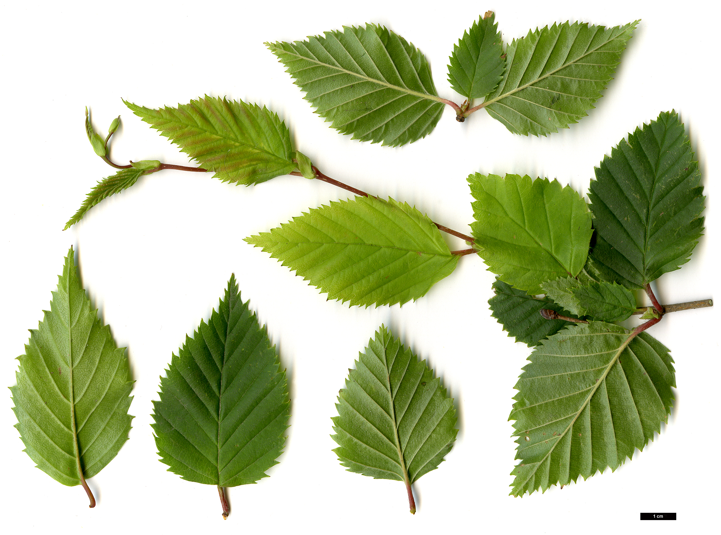High resolution image: Family: Betulaceae - Genus: Betula - Taxon: globispica
