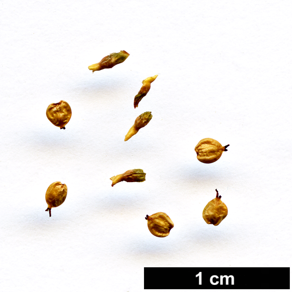 High resolution image: Family: Betulaceae - Genus: Betula - Taxon: michauxii