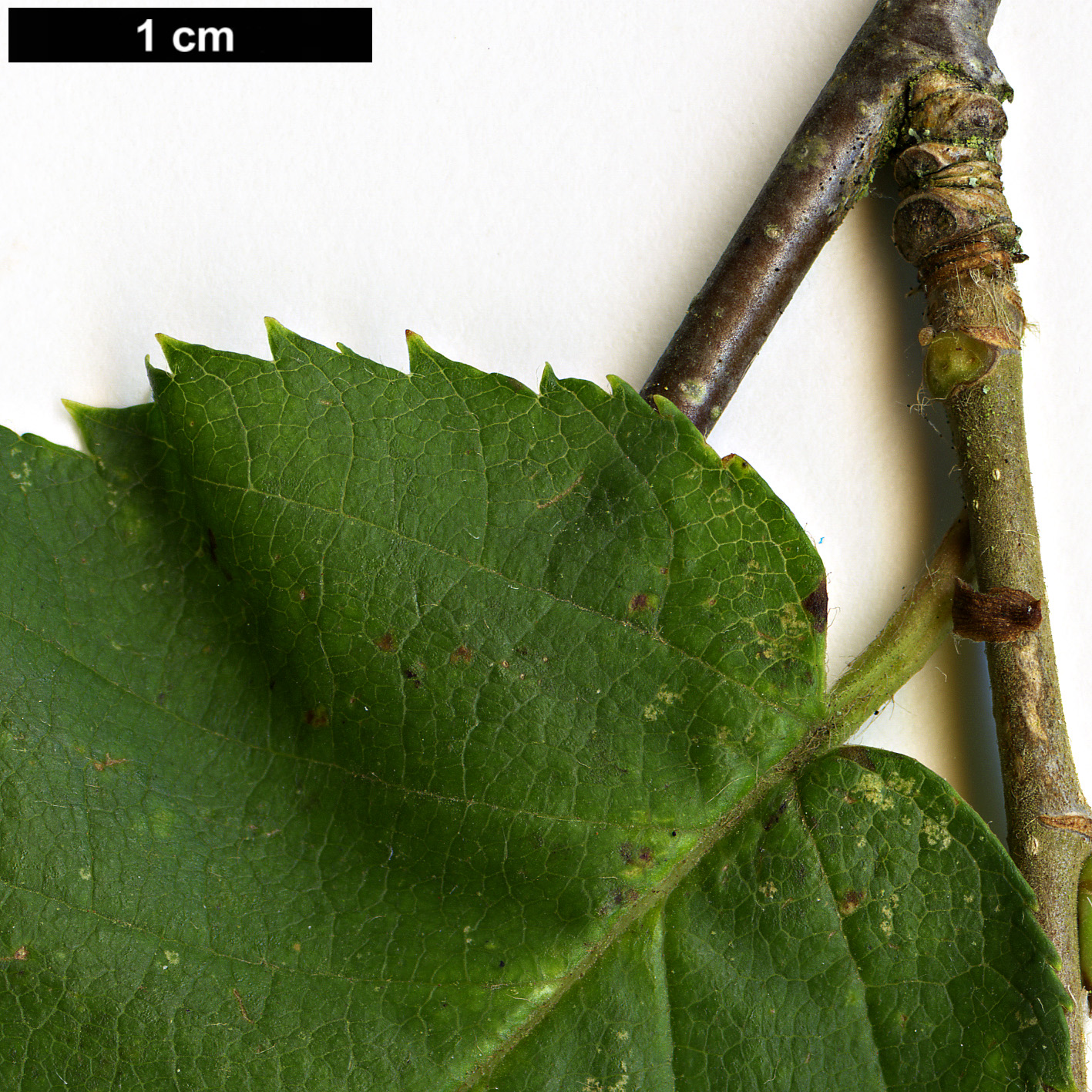 High resolution image: Family: Betulaceae - Genus: Betula - Taxon: murrayana