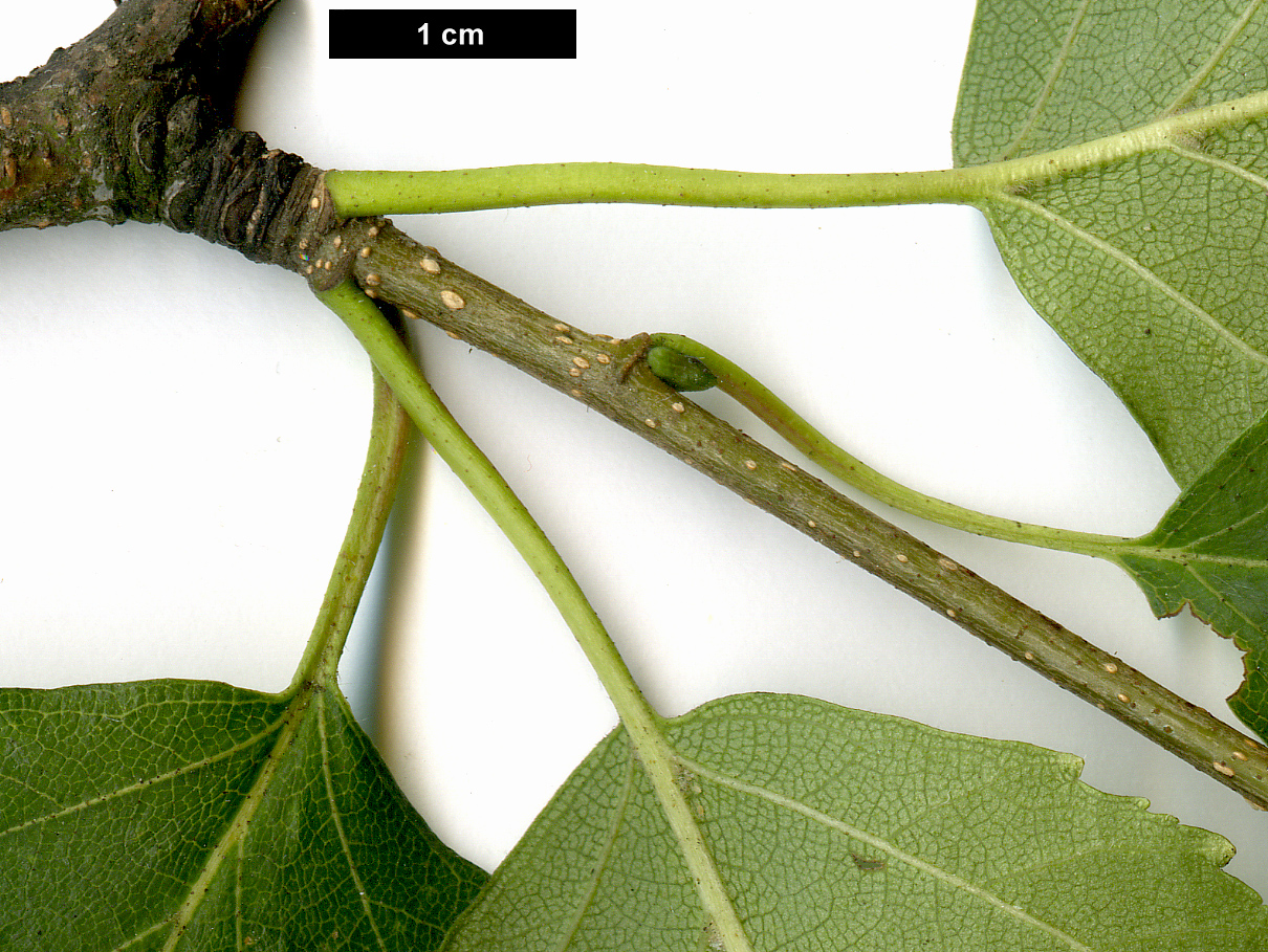 High resolution image: Family: Betulaceae - Genus: Betula - Taxon: papyrifera