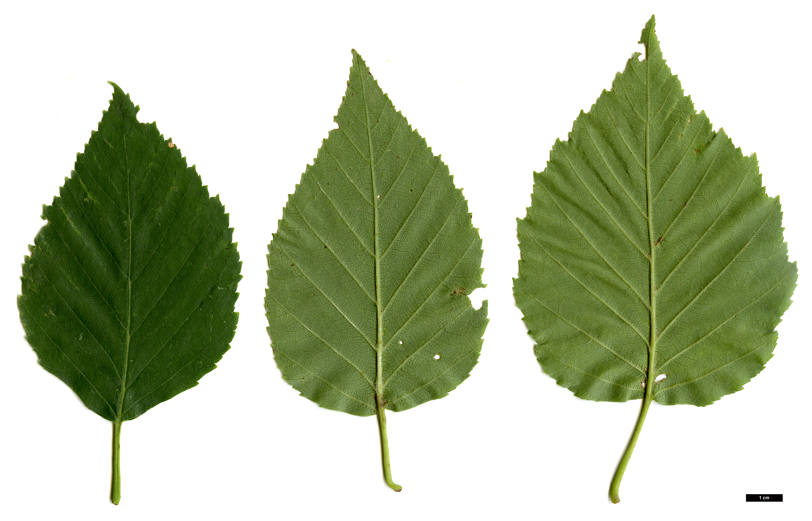 High resolution image: Family: Betulaceae - Genus: Betula - Taxon: papyrifera