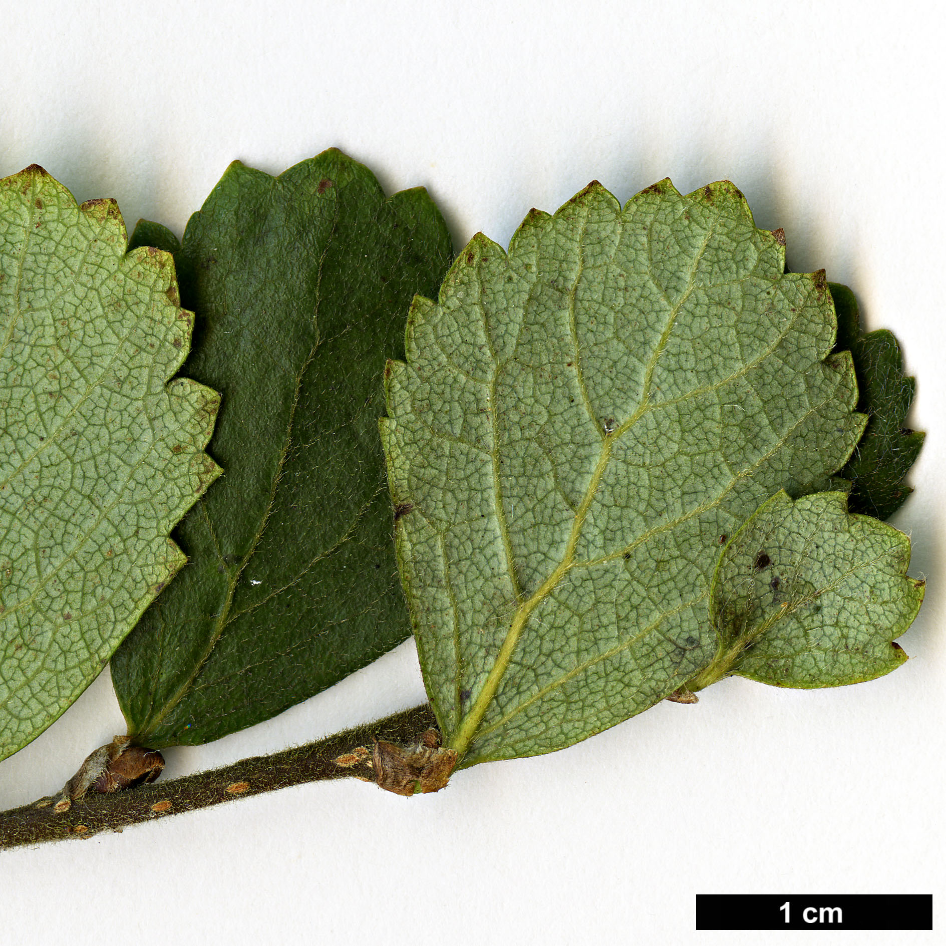 High resolution image: Family: Betulaceae - Genus: Betula - Taxon: pumila