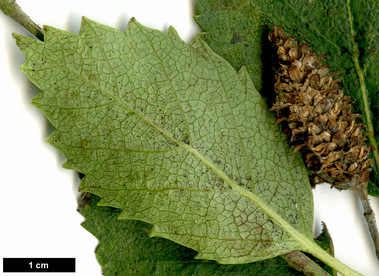 High resolution image: Family: Betulaceae - Genus: Betula - Taxon: raddeana