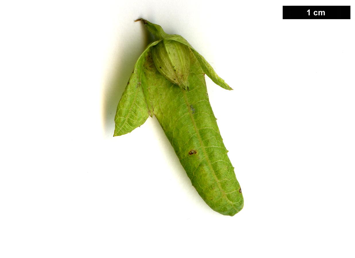 High resolution image: Family: Betulaceae - Genus: Carpinus - Taxon: betulus