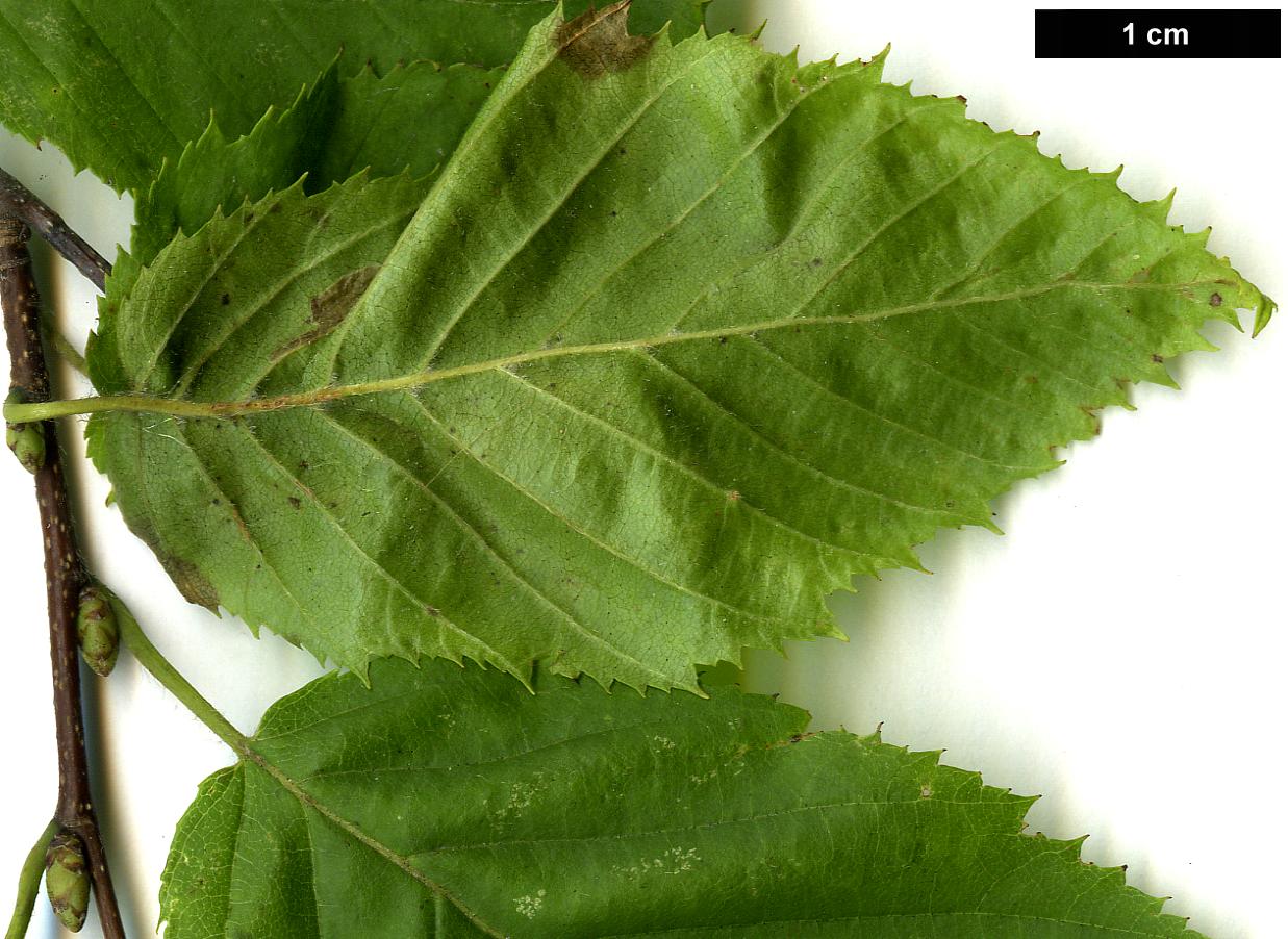 High resolution image: Family: Betulaceae - Genus: Carpinus - Taxon: caroliniana