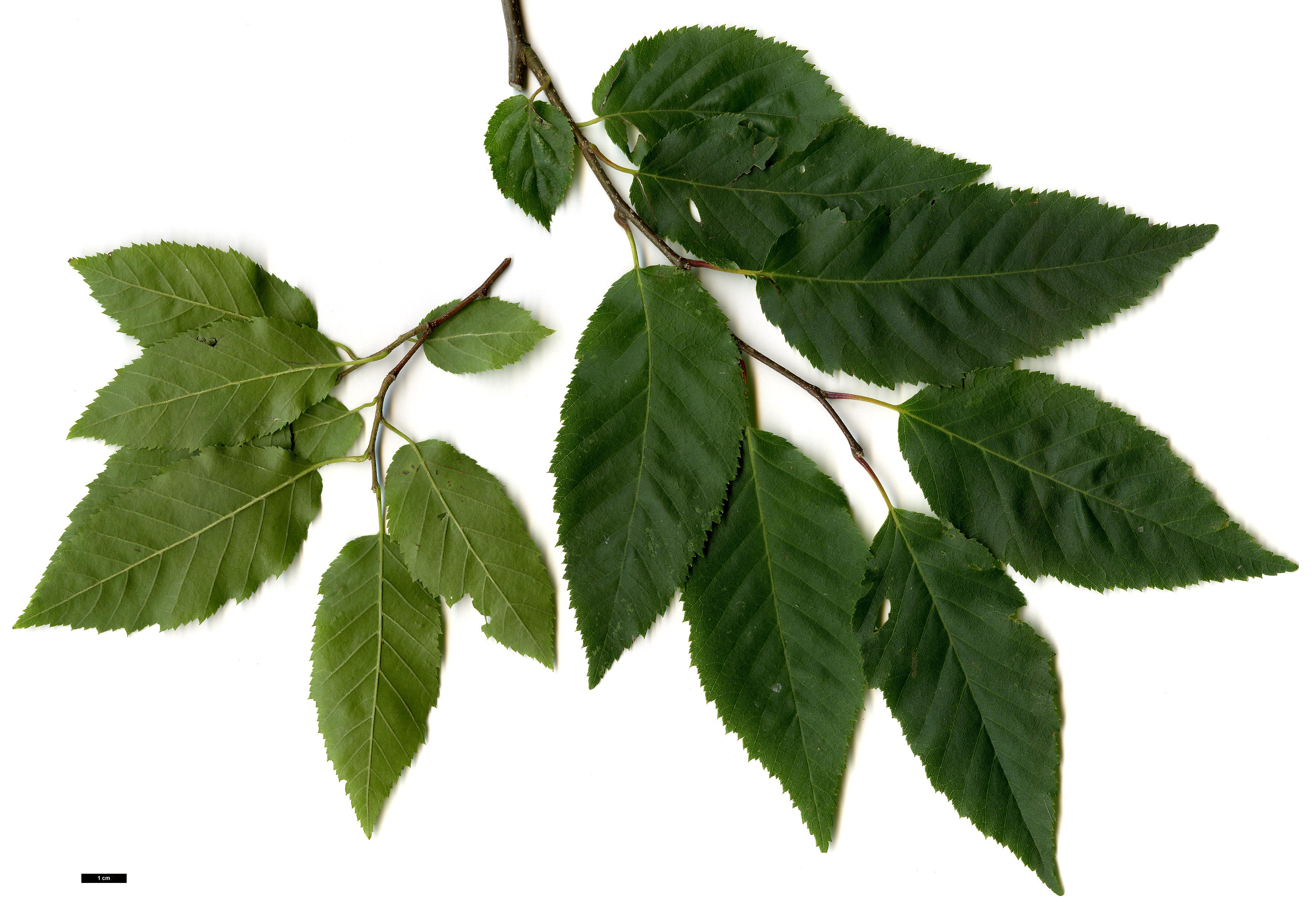 High resolution image: Family: Betulaceae - Genus: Carpinus - Taxon: caroliniana