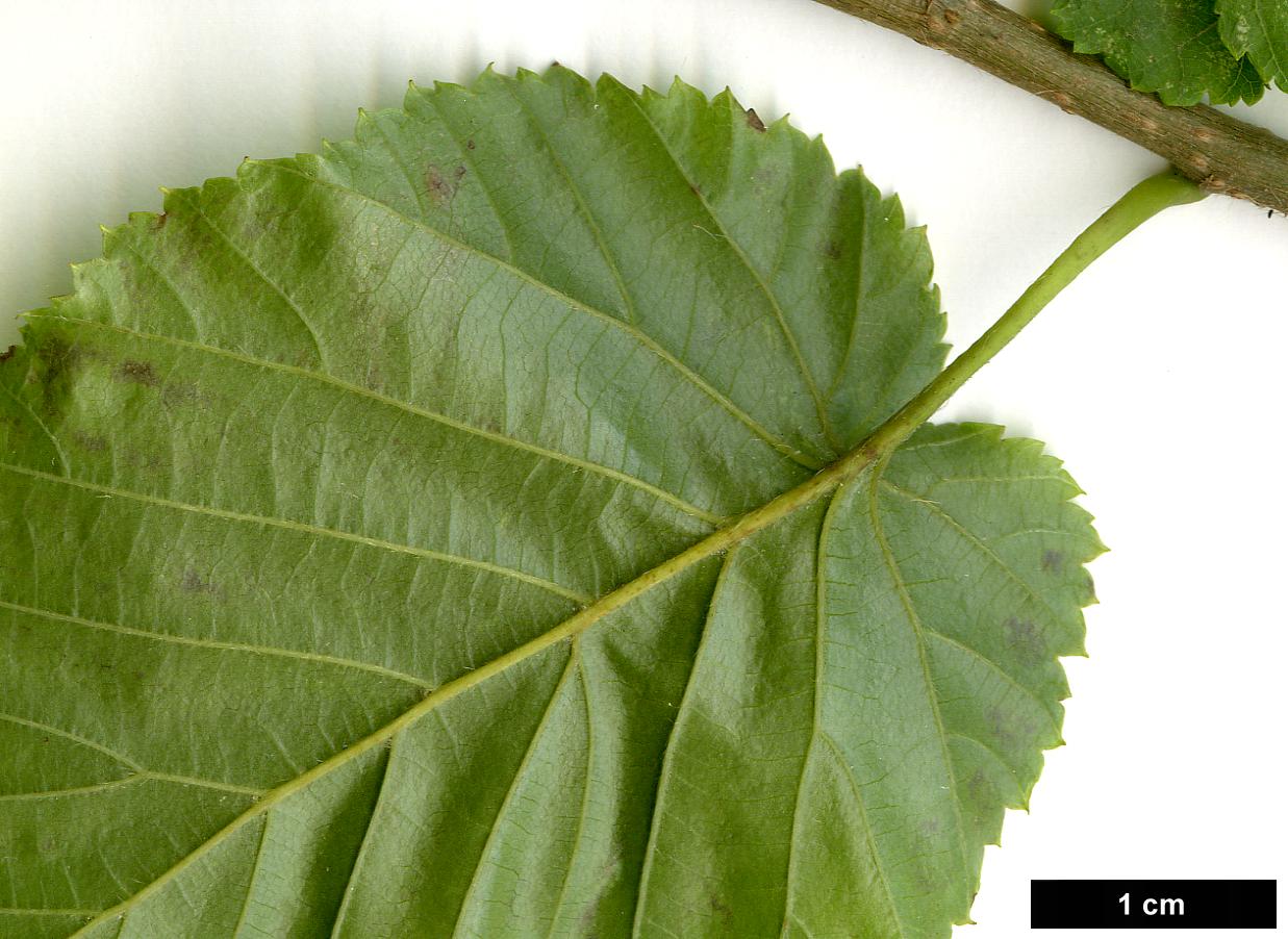 High resolution image: Family: Betulaceae - Genus: Carpinus - Taxon: cordata