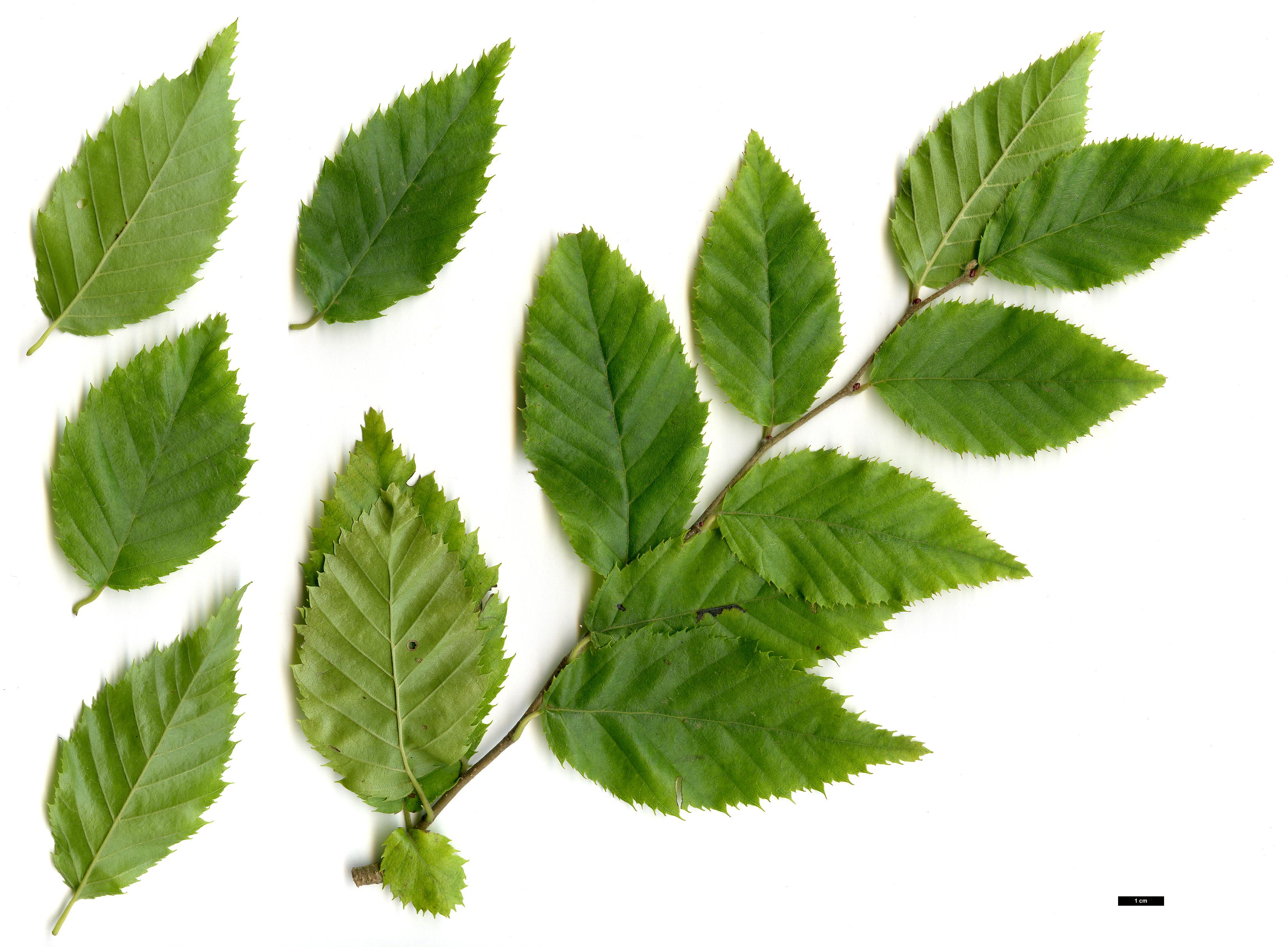 High resolution image: Family: Betulaceae - Genus: Carpinus - Taxon: eximia