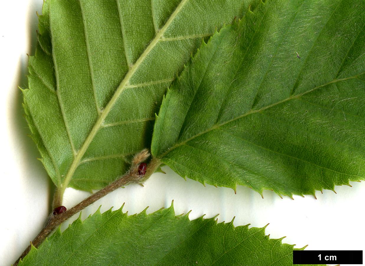 High resolution image: Family: Betulaceae - Genus: Carpinus - Taxon: eximia