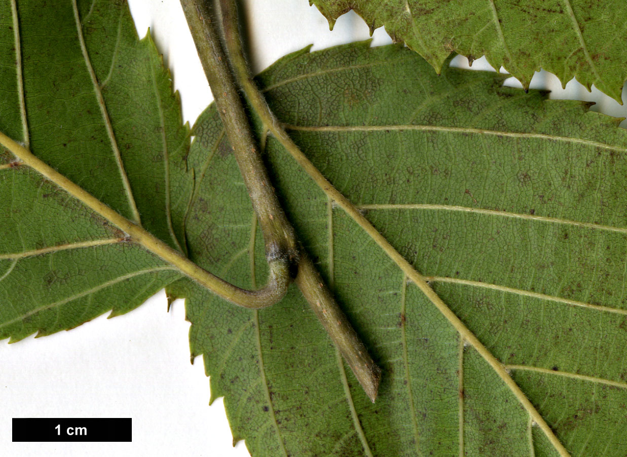 High resolution image: Family: Betulaceae - Genus: Carpinus - Taxon: pubescens