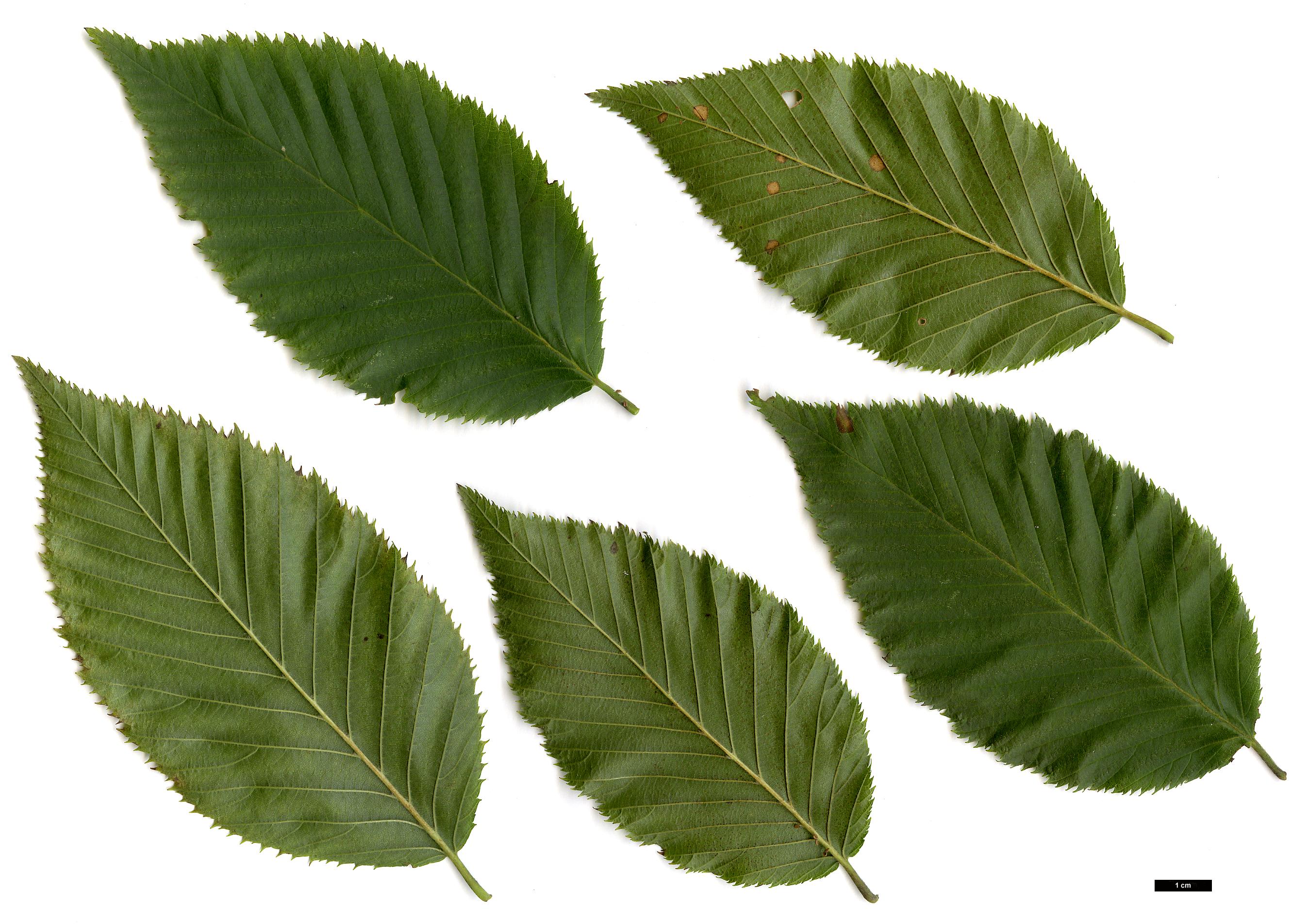 High resolution image: Family: Betulaceae - Genus: Ostrya - Taxon: carpinifolia