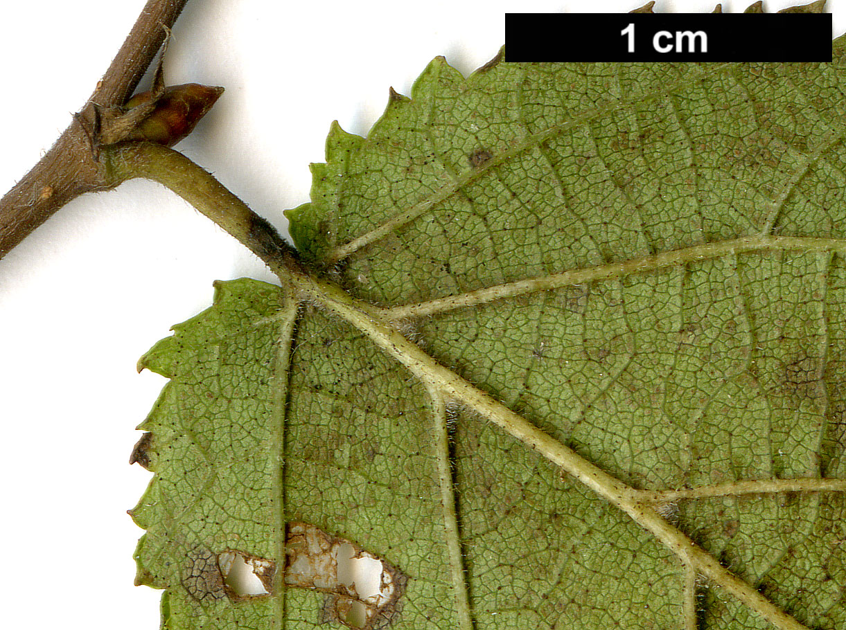 High resolution image: Family: Betulaceae - Genus: Ostryopsis - Taxon: davidiana